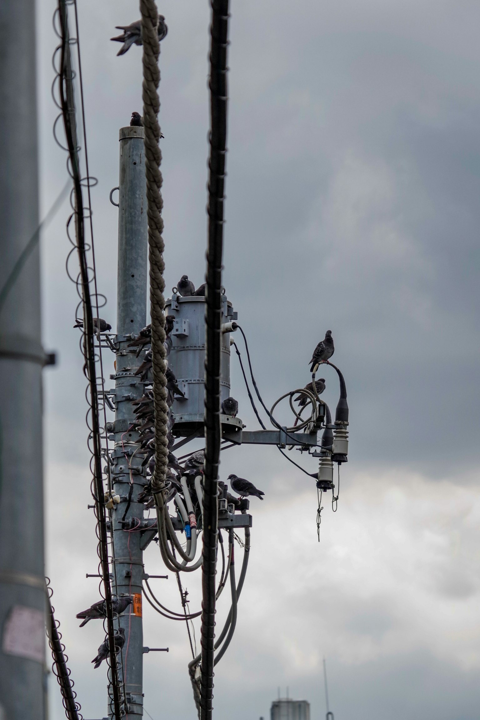 Uccelli appollaiati su un palo elettrico contro un cielo nuvoloso