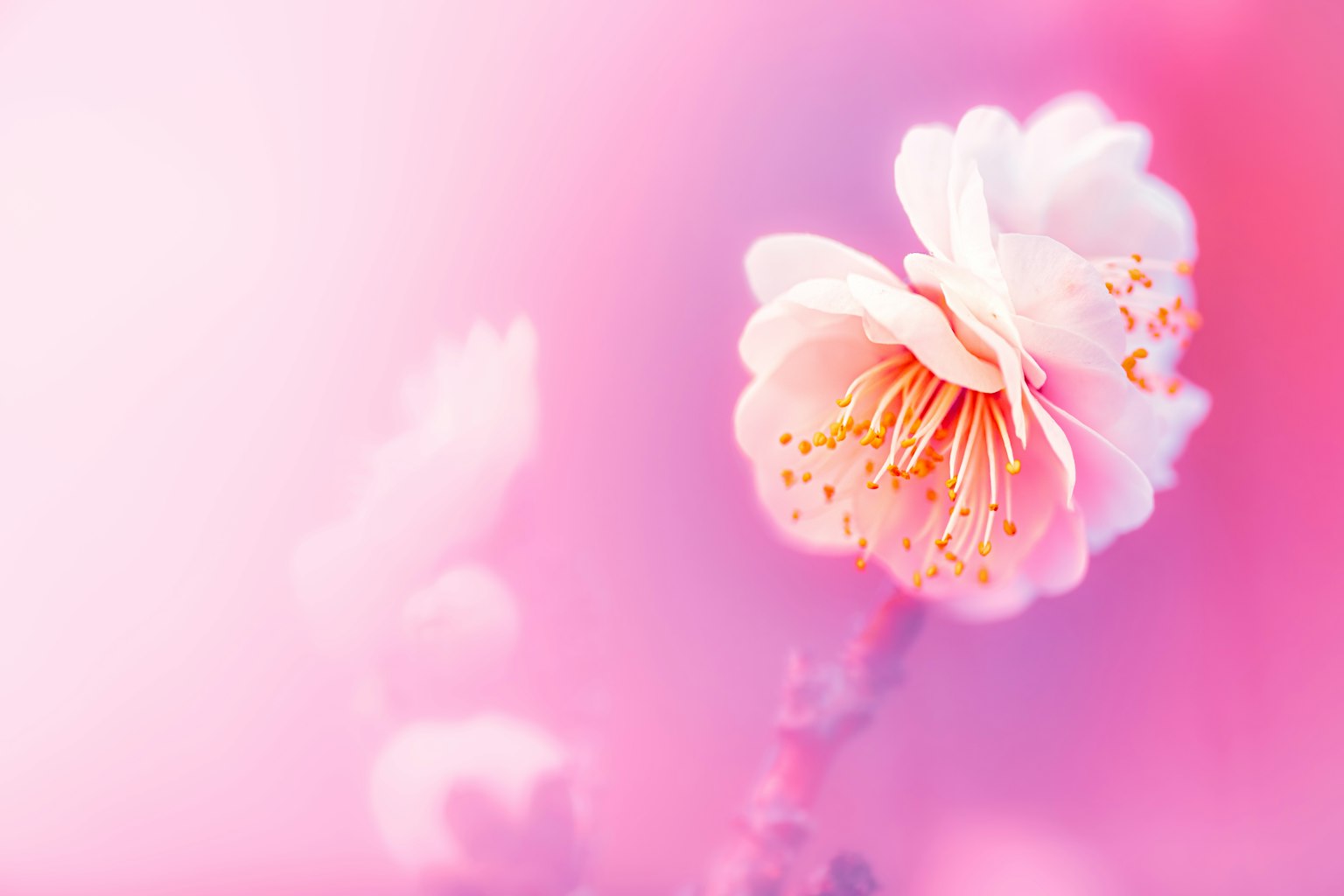 photo-SL2m9nTCEFHiqlNZ0Qh7-image