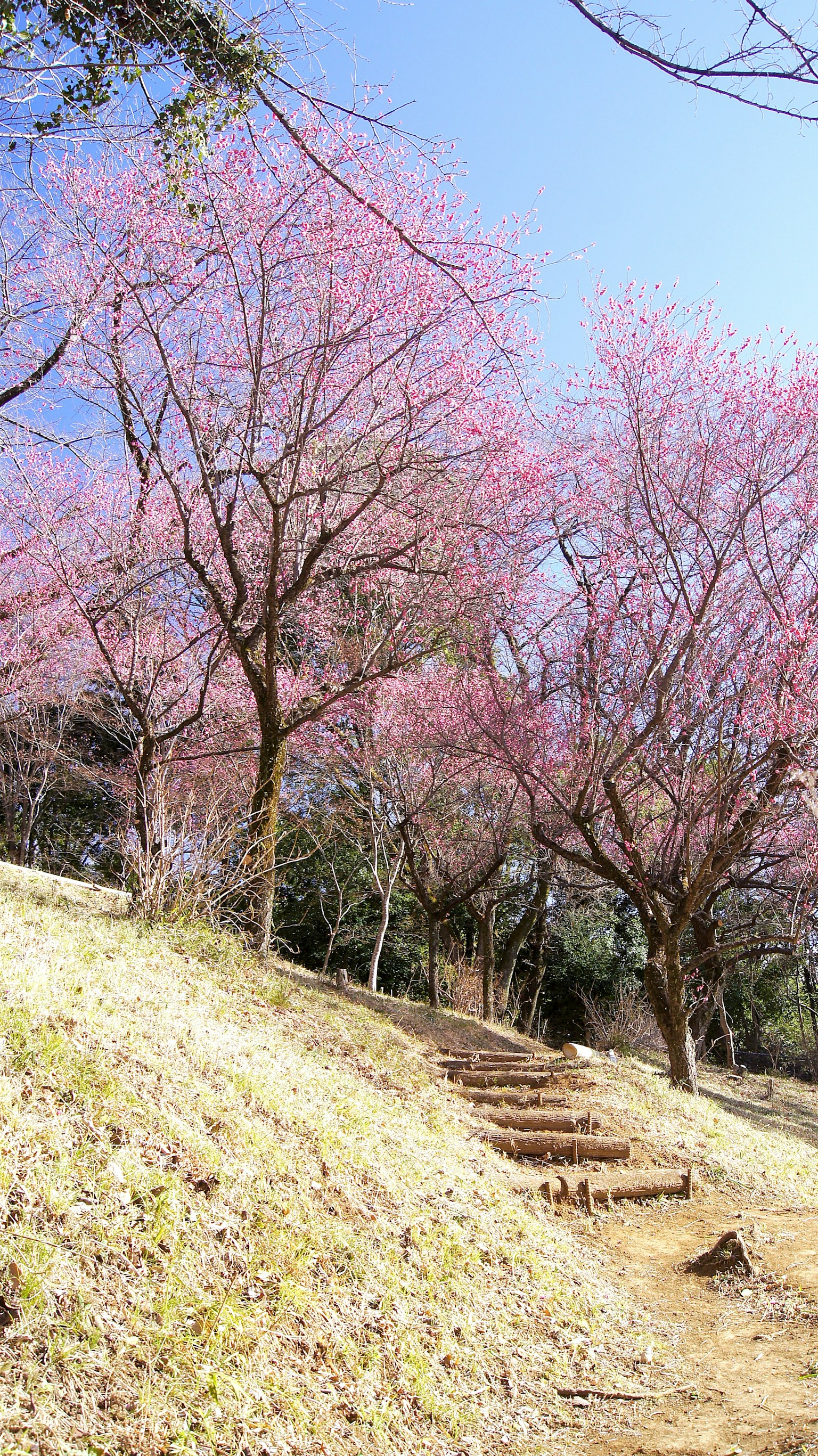 盛開的櫻花樹與小徑