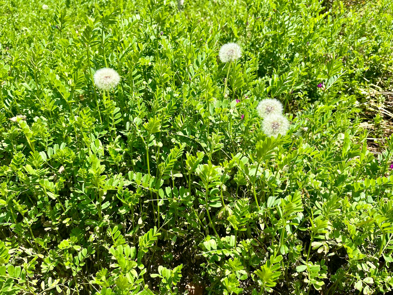 Lapangan hijau dengan puffball dandelion putih
