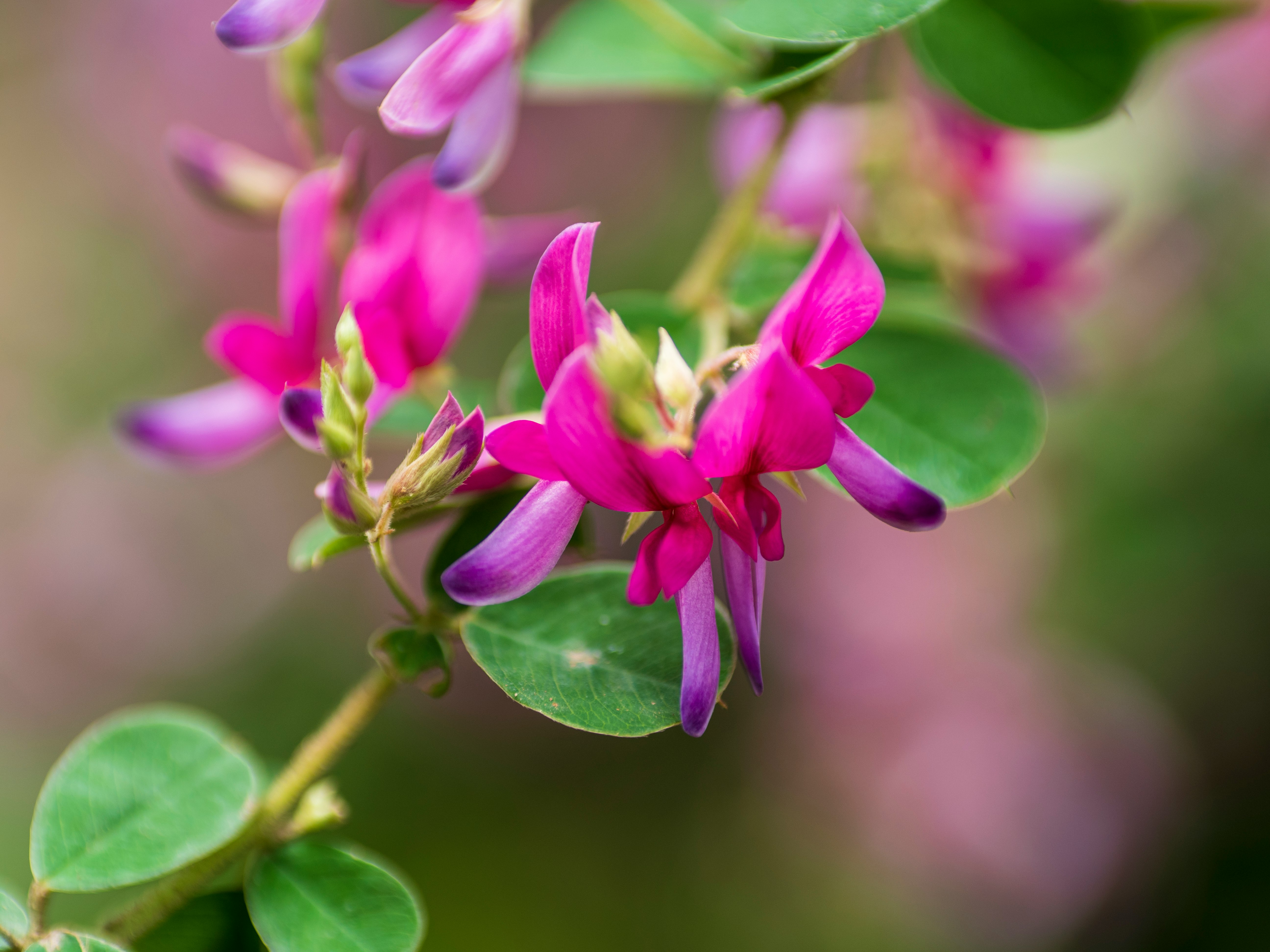 Close-up of a plant with vibrant purple flowers and green leaves