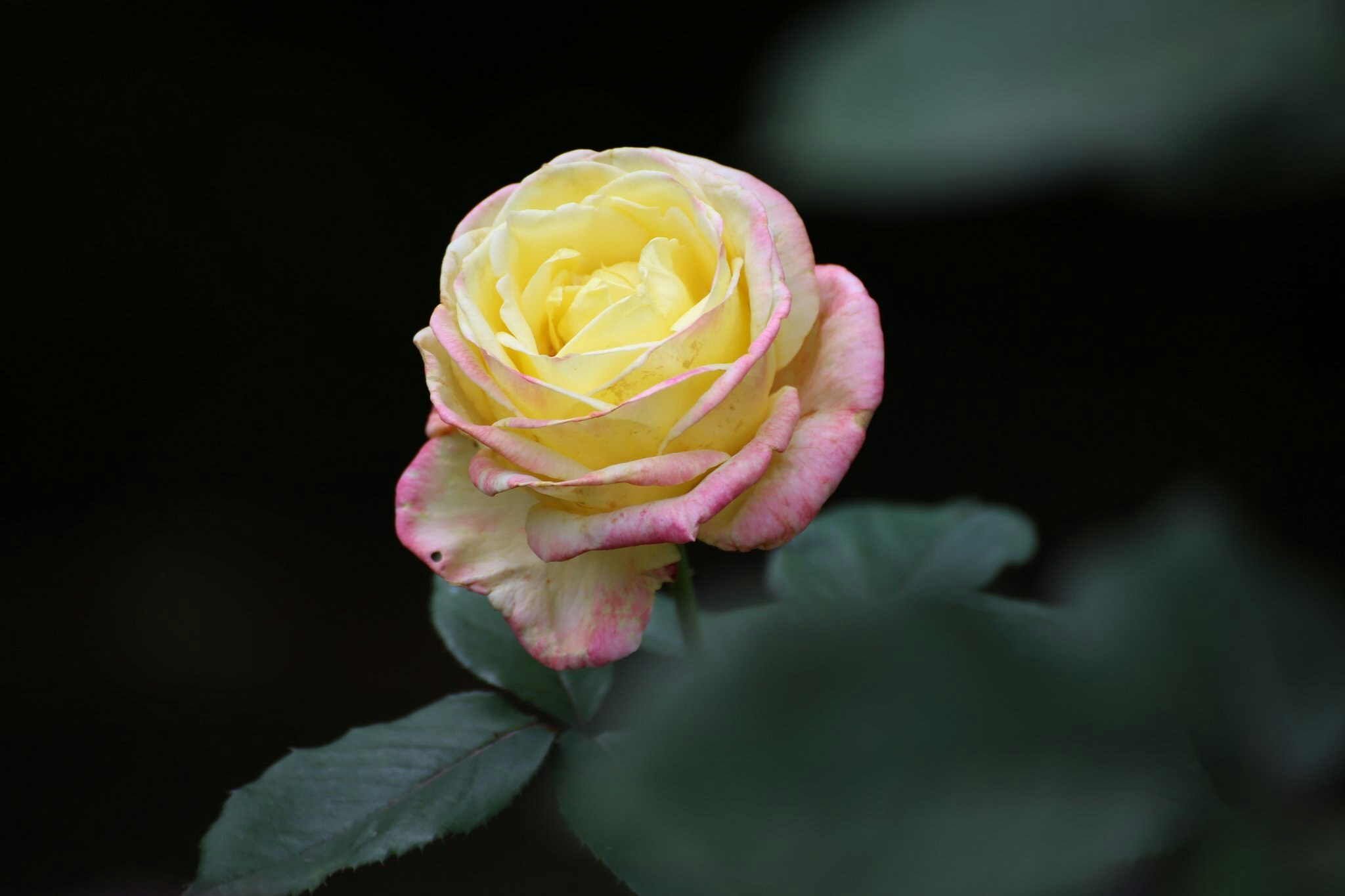 黒背景に咲くバラの花
