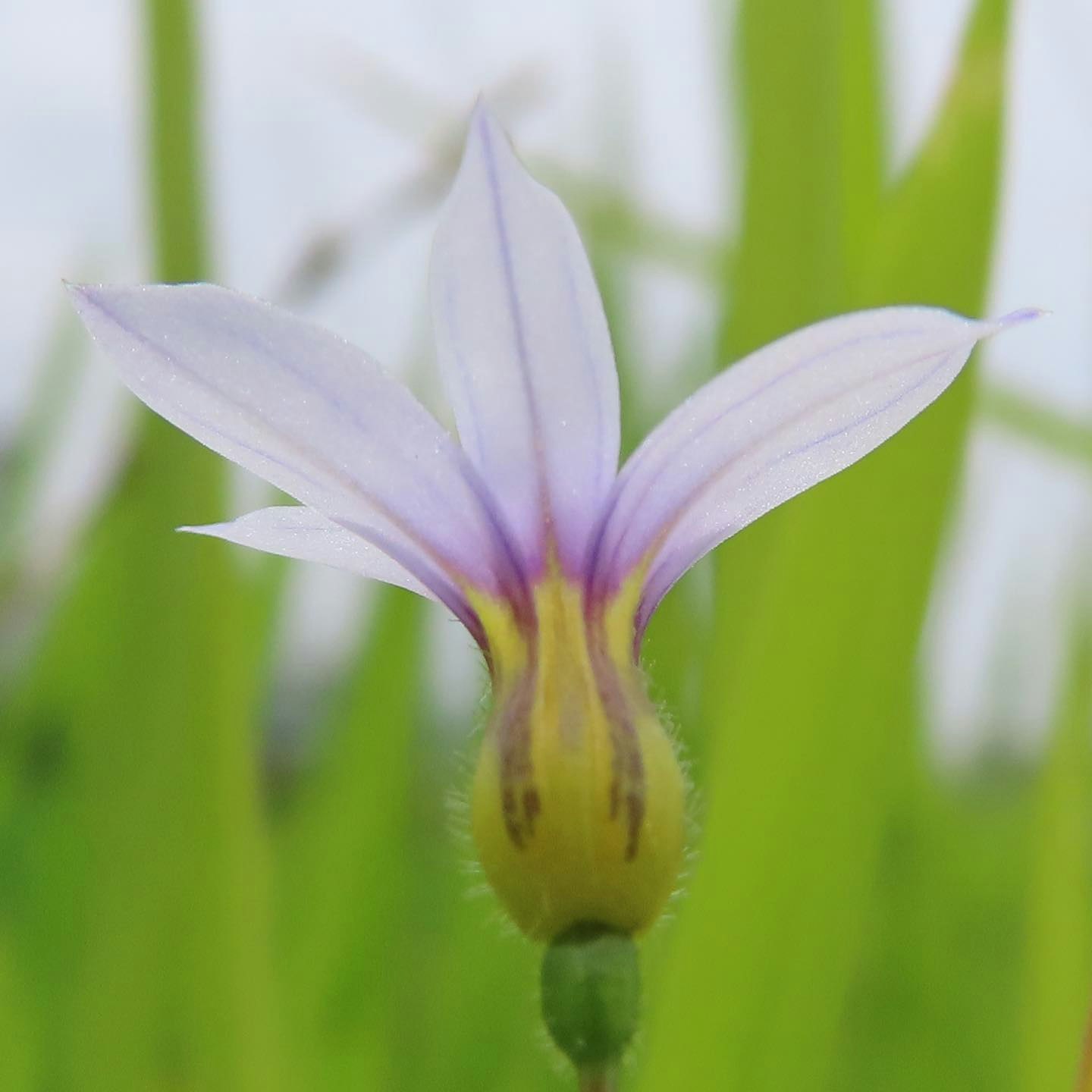 紫の花びらがのぞくアガパンサスの花のアップ
