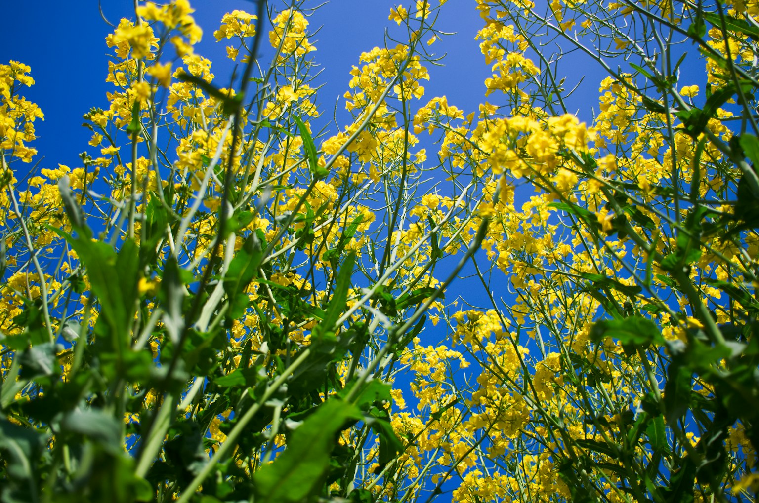 Büschel gelber Blumen unter einem blauen Himmel