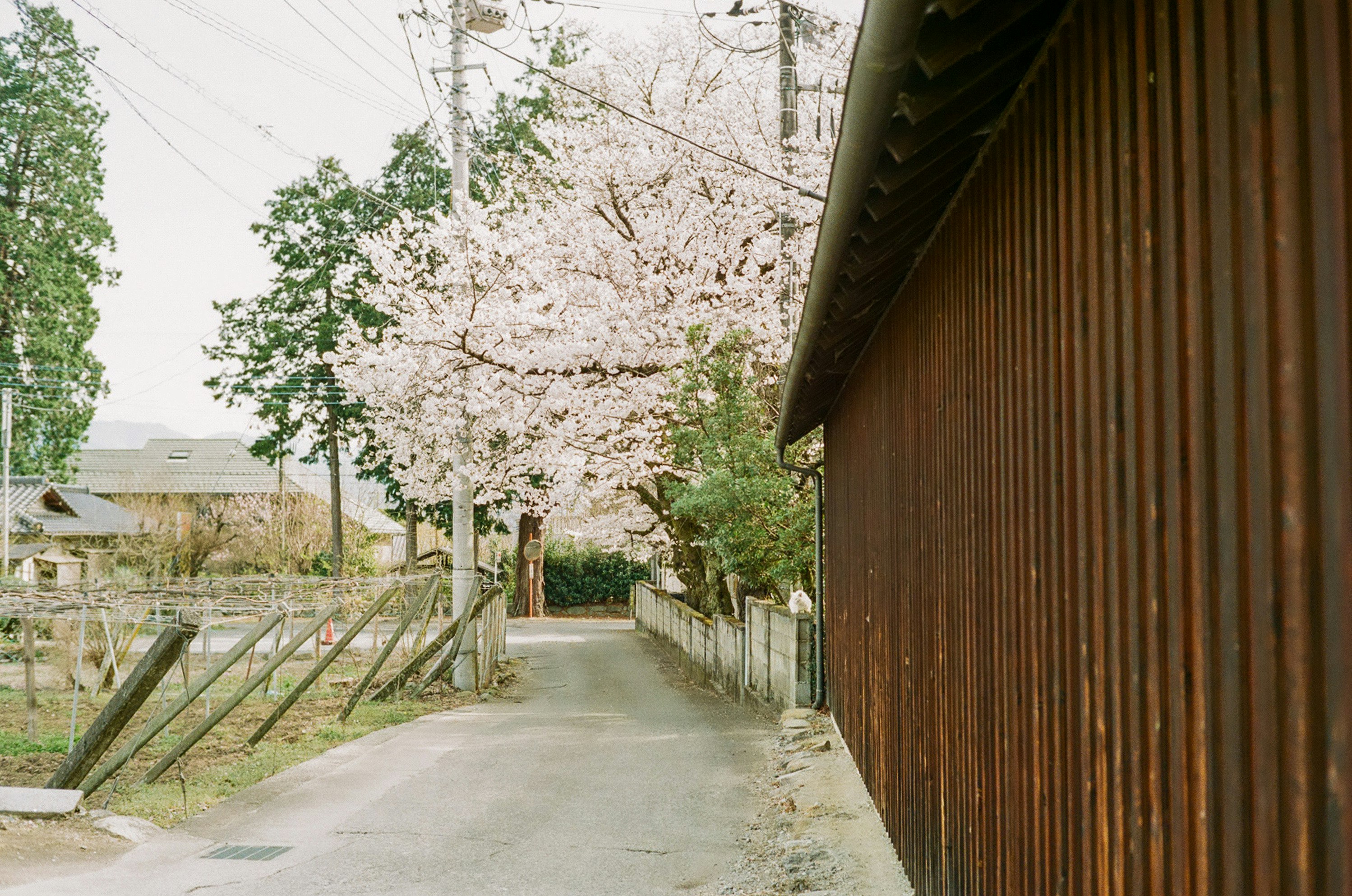 路地の桜並木と木造の壁のある小道