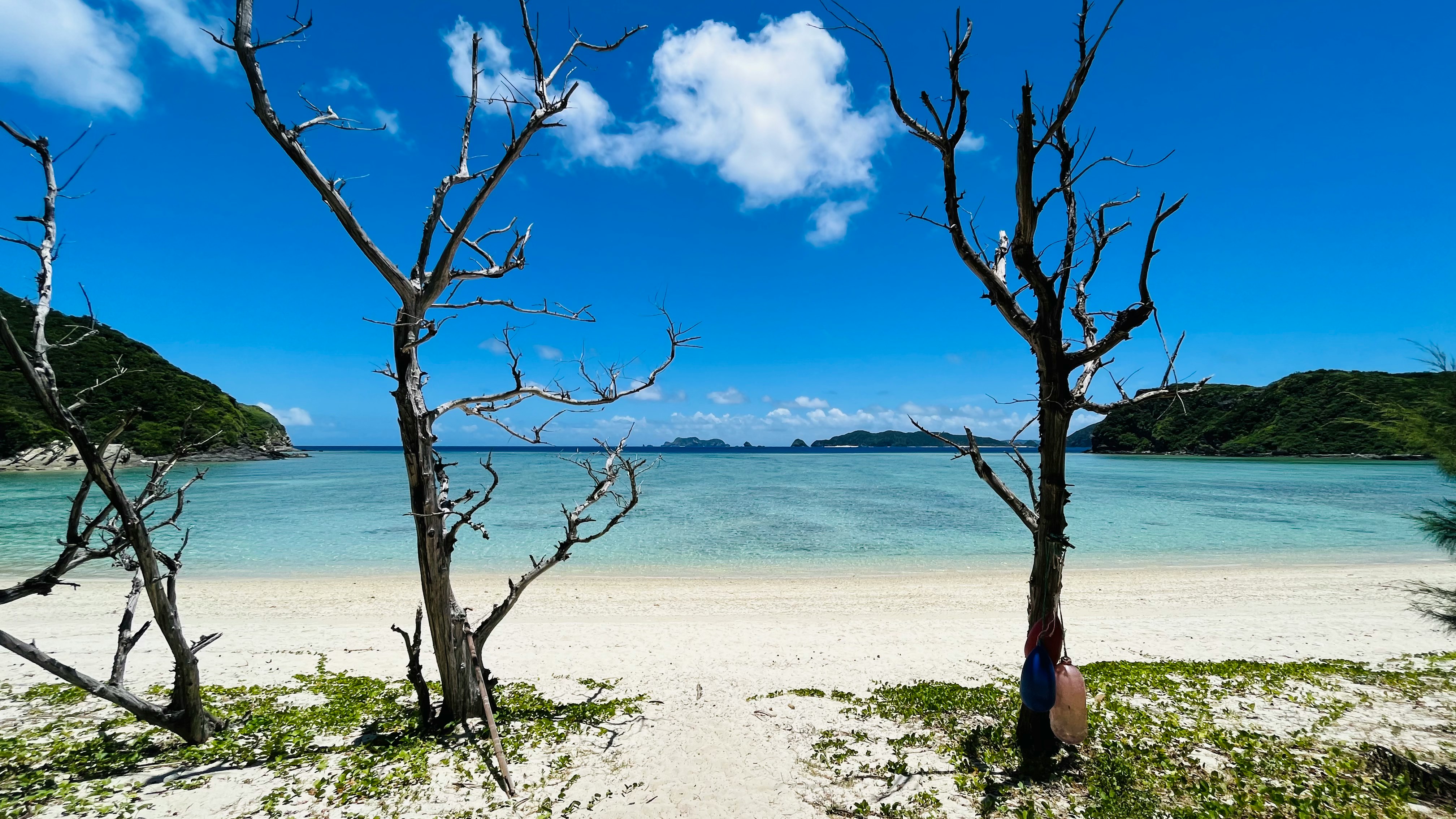 枯れ木の並ぶ砂浜とエメラルドの海の景色