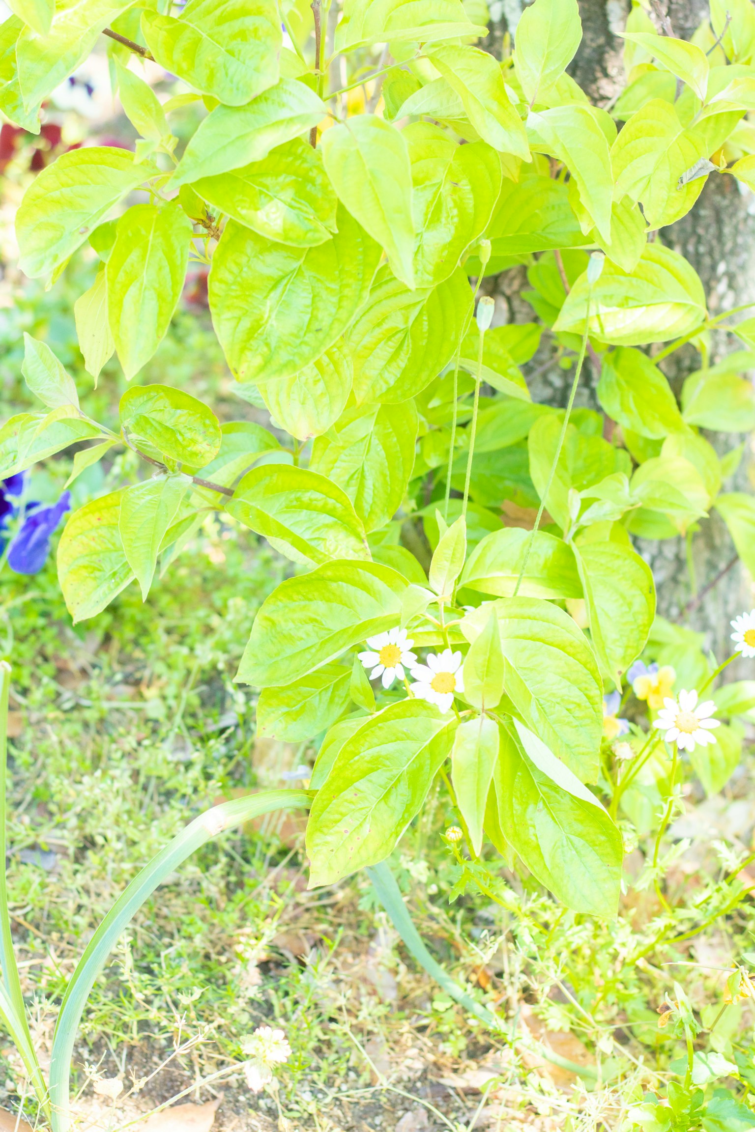 Gros plan de feuilles vertes vives avec de petites fleurs blanches