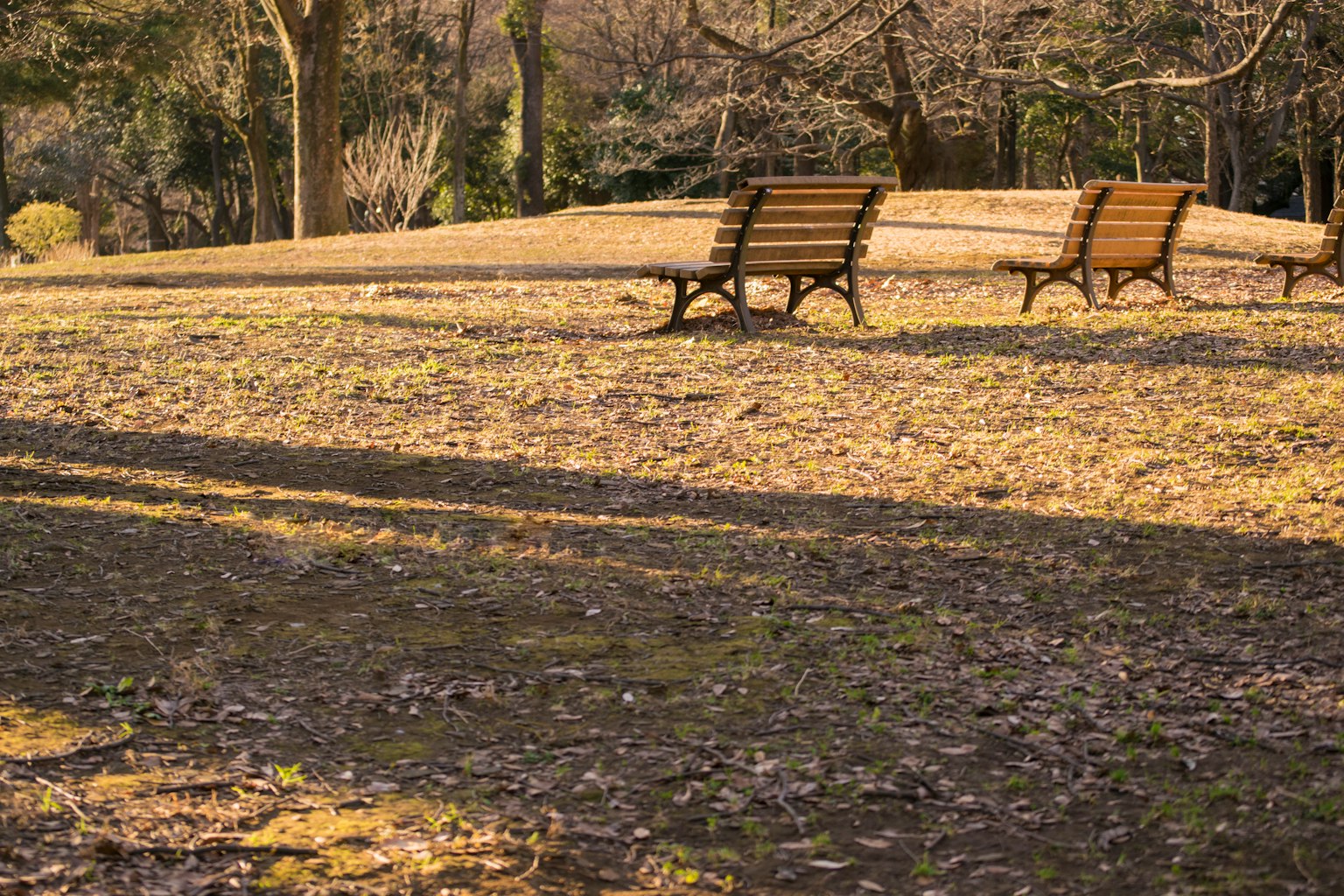 Parkszene mit Holzbank im Herbst