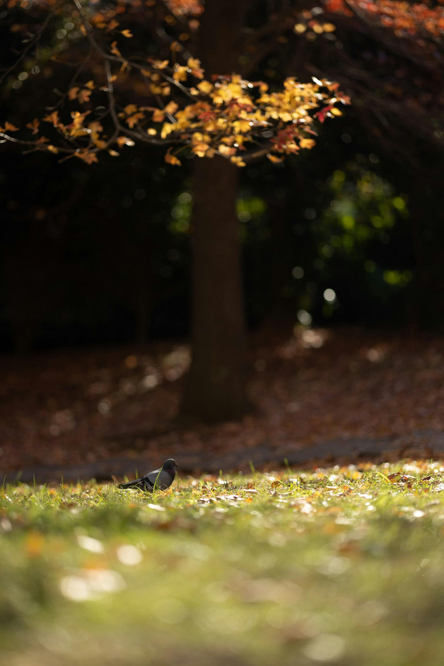 Parkszene mit Herbstblättern ein Vogel auf dem Gras