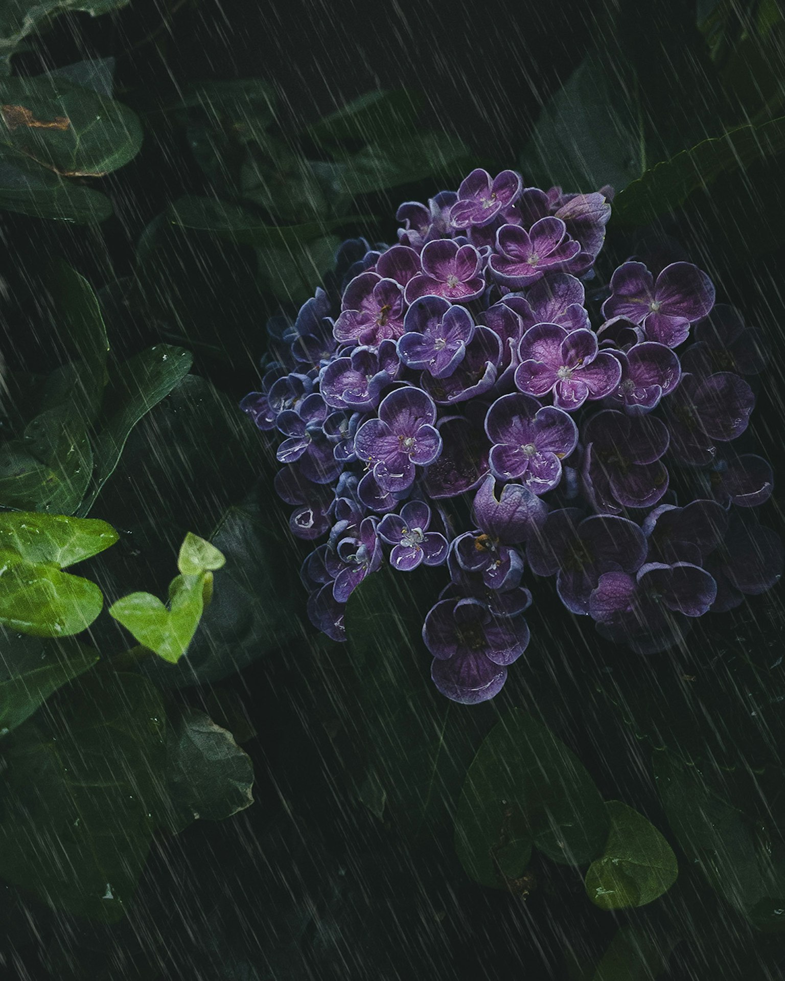 Fleur violette fleurissant parmi des feuilles vertes dans une scène pluvieuse