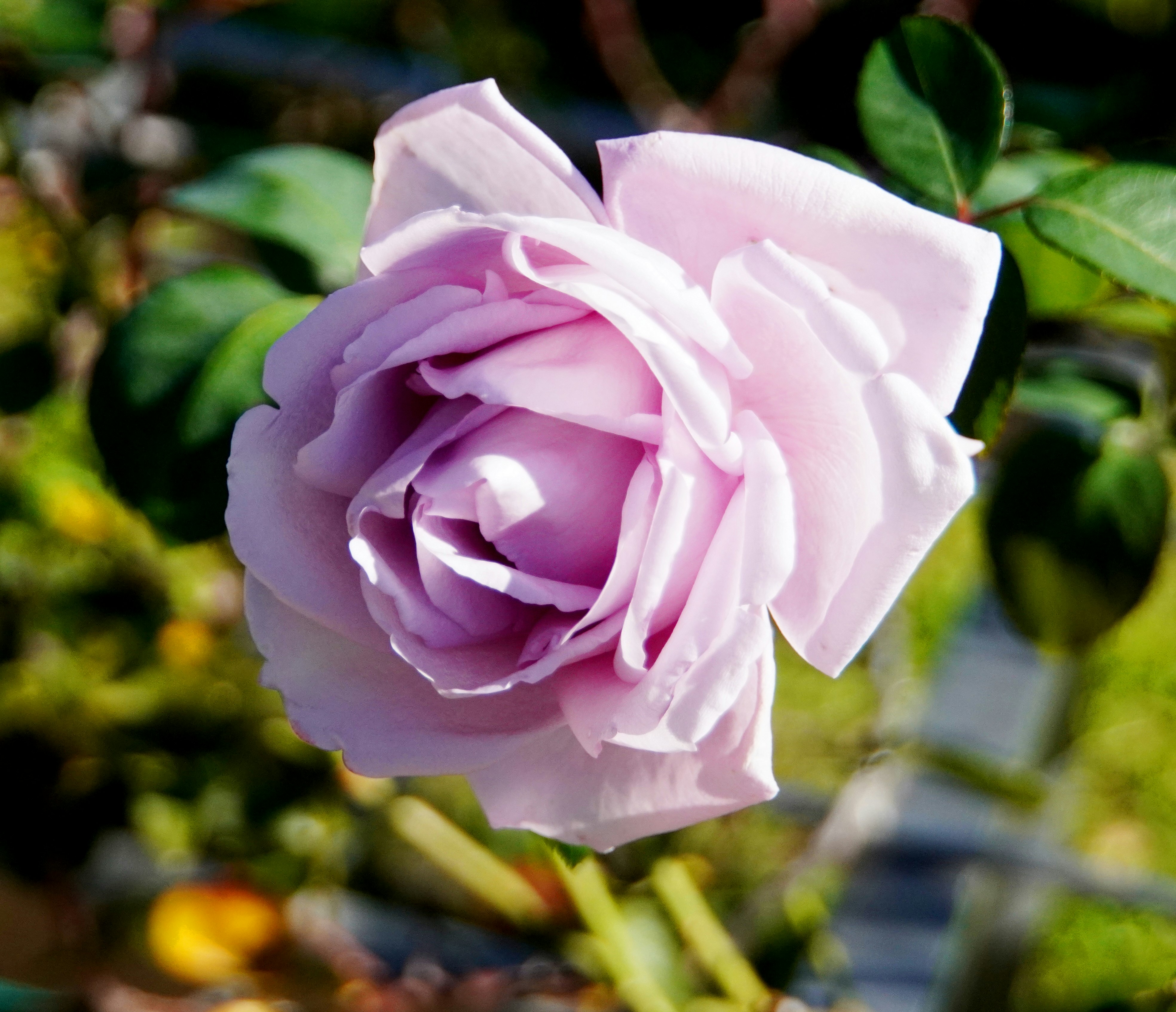 紫のバラの花と花びらのクローズアップ