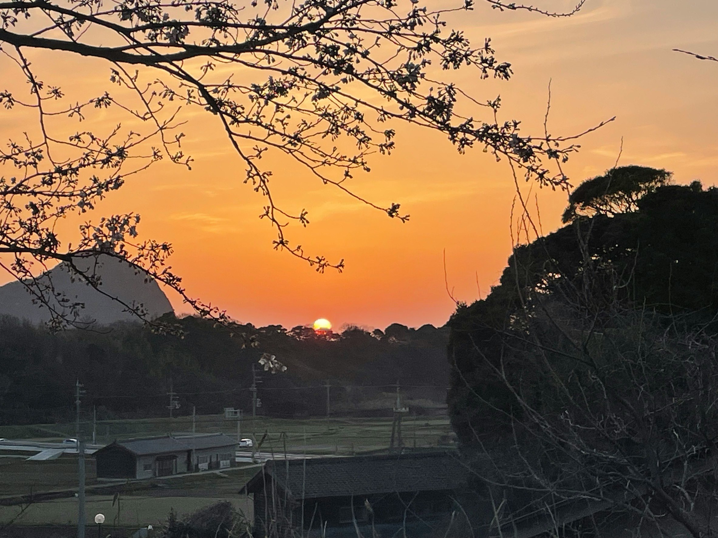 夕焼けの空と桜の枝が重なる山あいの風景