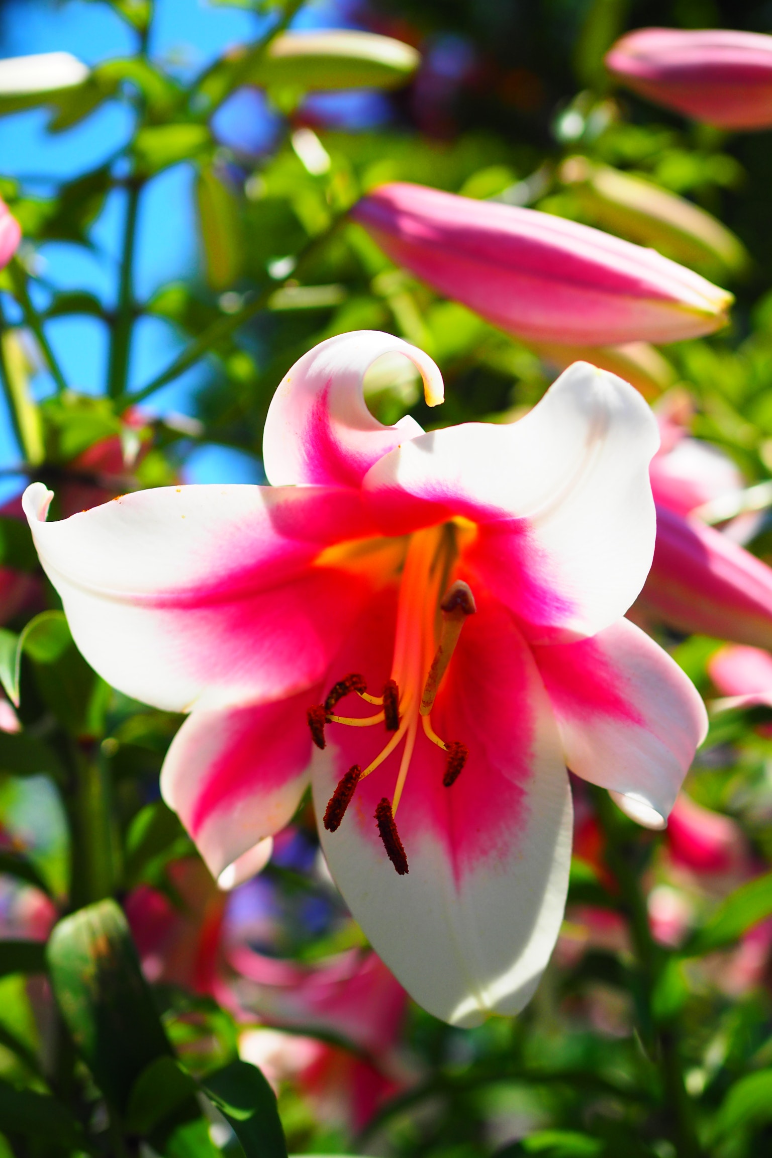 Flor de lirio rosa y blanca en flor