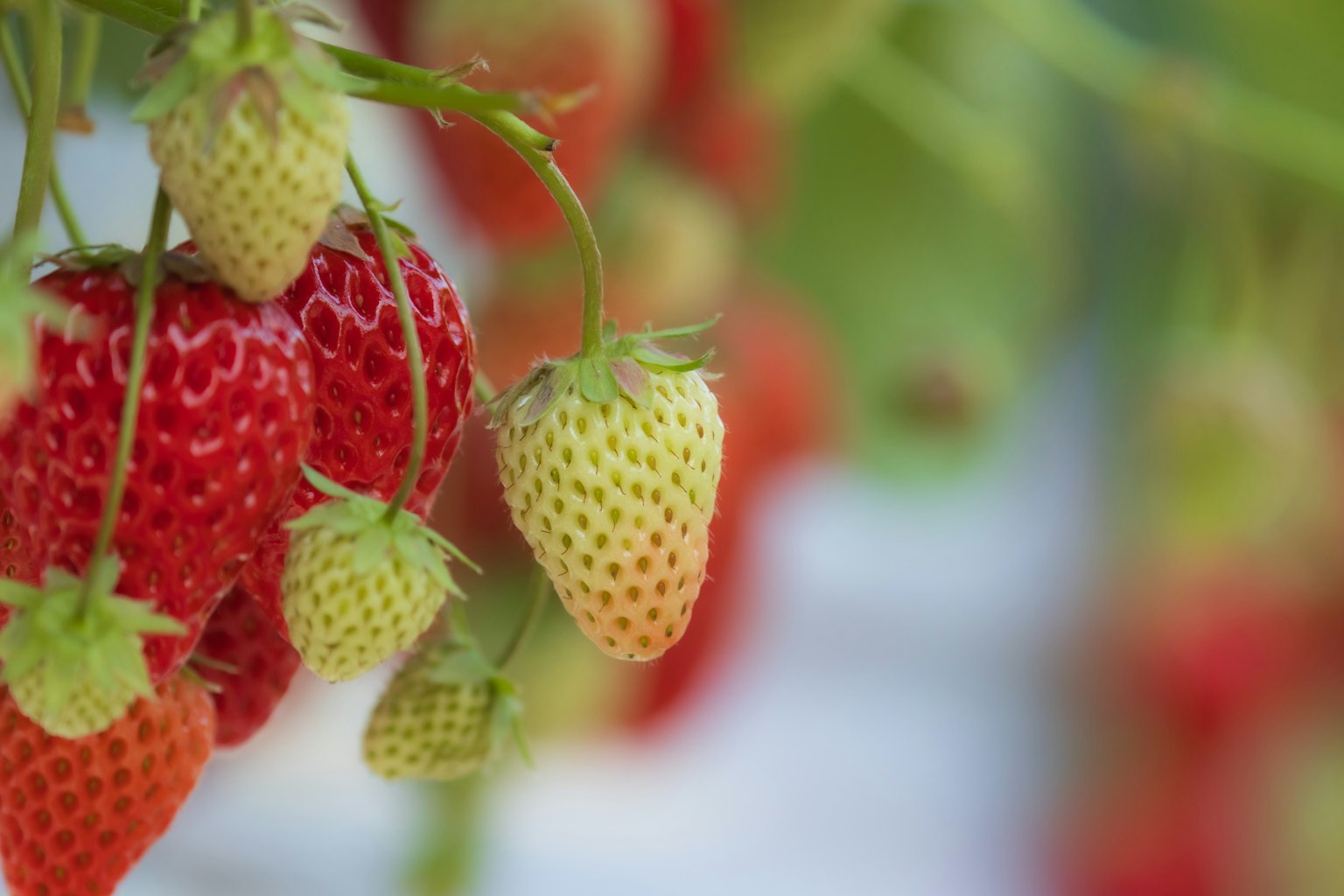 Des fraises rouges et des fraises vertes non mûres suspendues à la plante