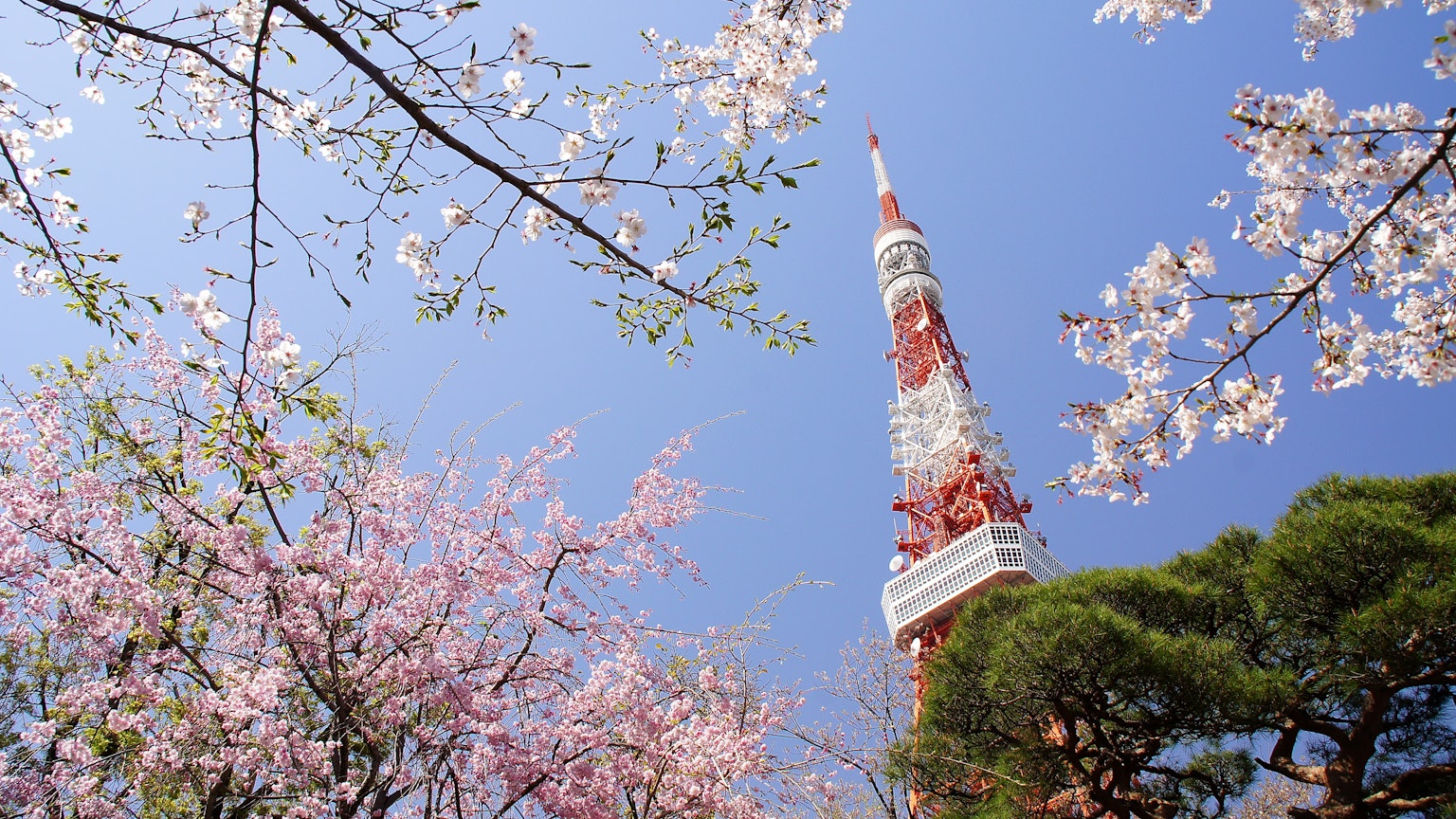Hermosa vista de la Torre de Tokio enmarcada por cerezos