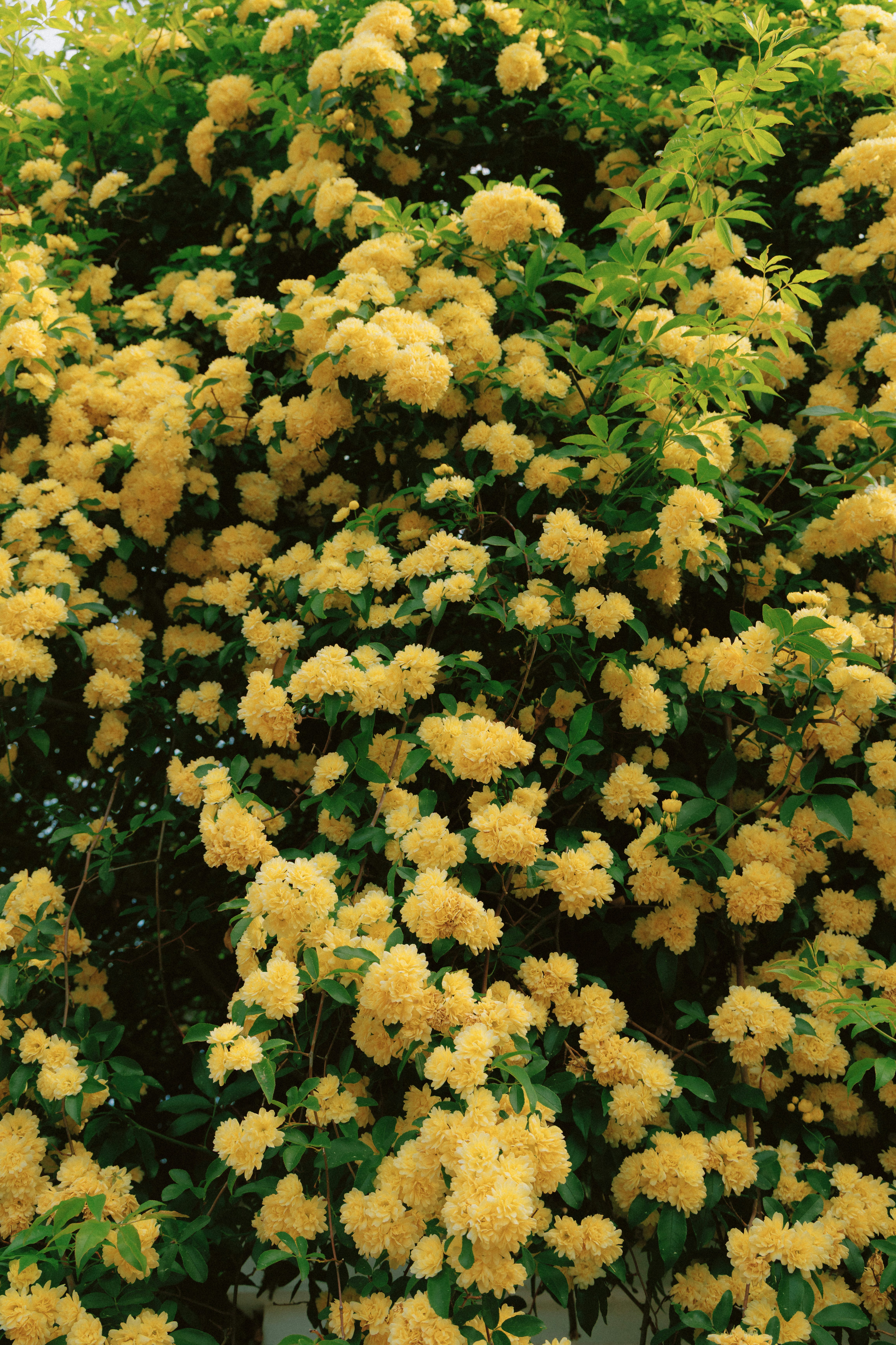 モッコウバラ（木香薔薇）の満開の花の群れ