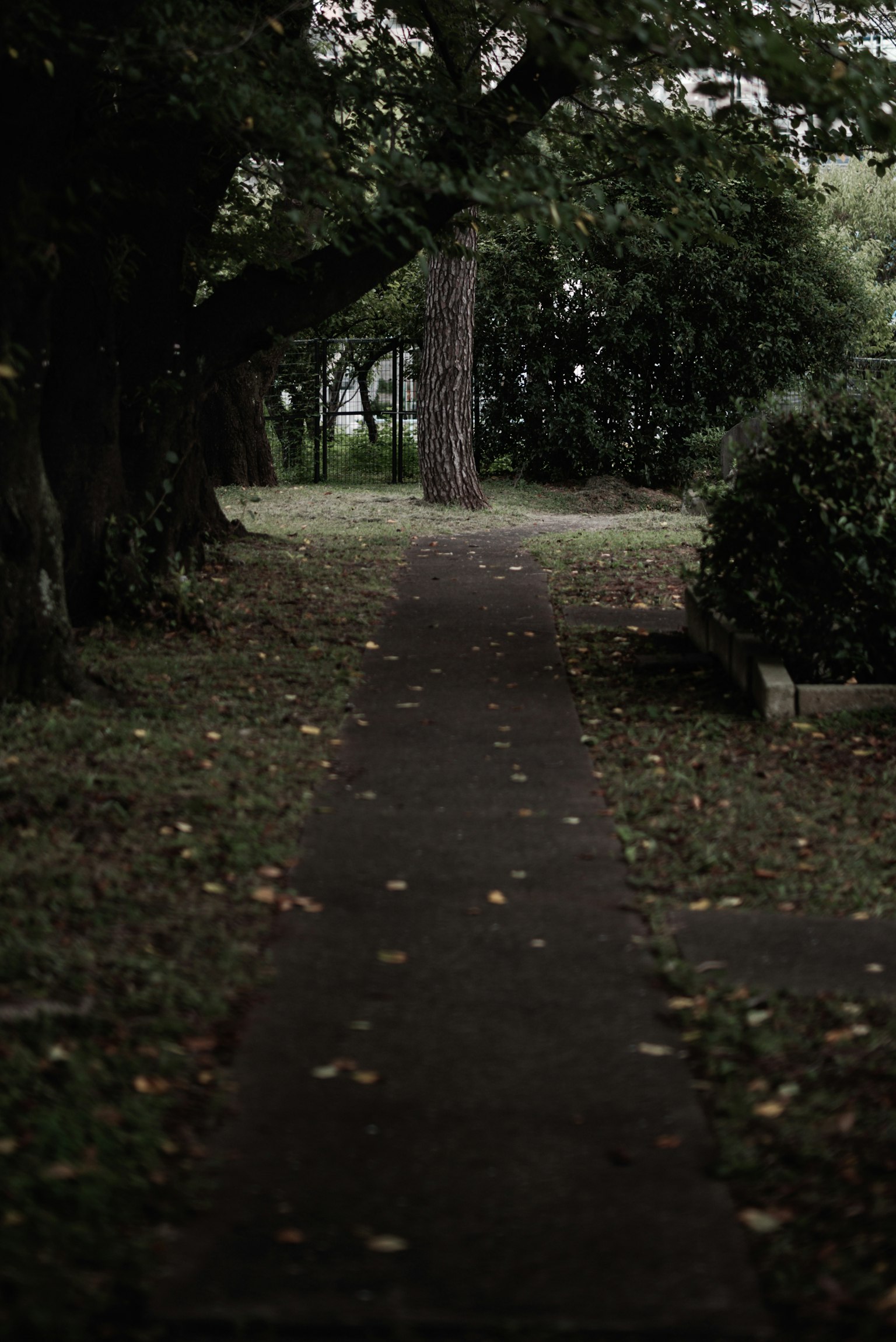 一條被樹木環繞的公園小徑