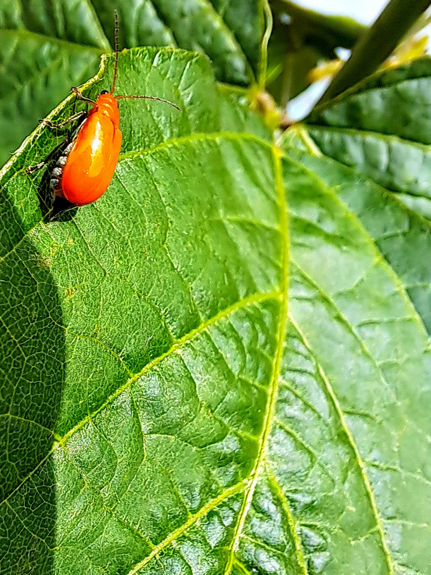Un coleottero crisomelide su una foglia, sensazione di primavera