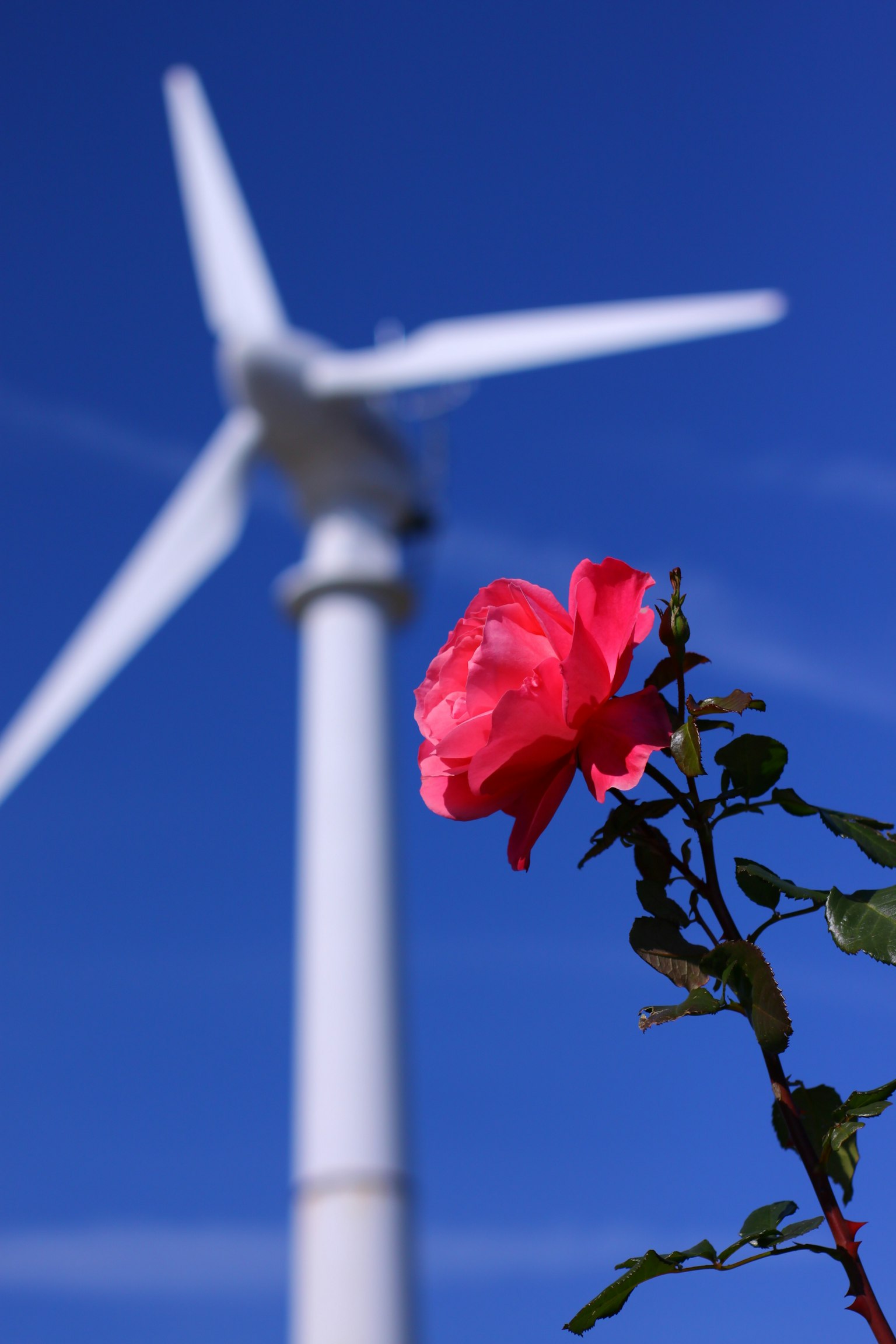 A vibrant red rose in the foreground with a wind turbine against a blue sky