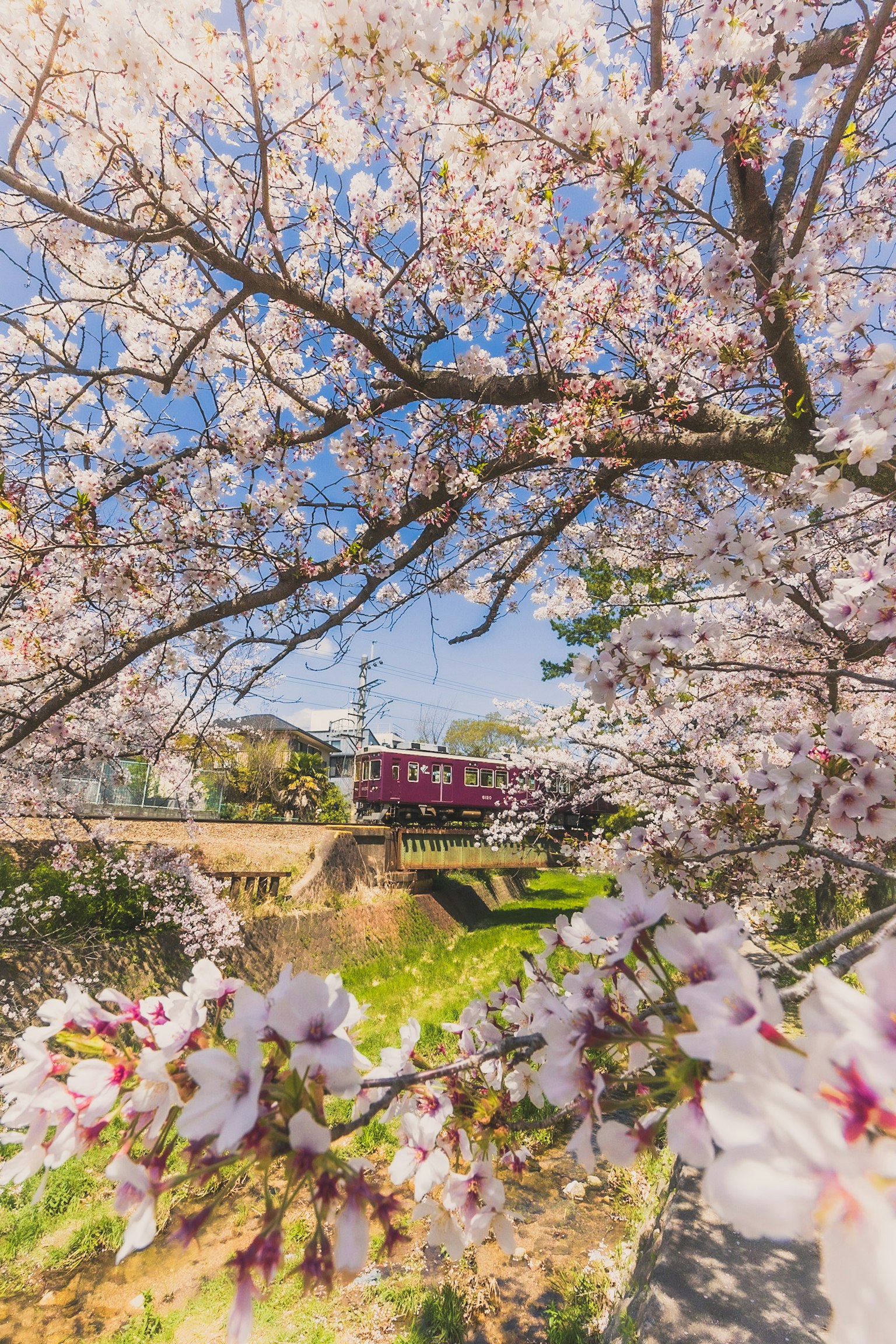 Una vista di alberi di ciliegio in fiore con un treno sullo sfondo