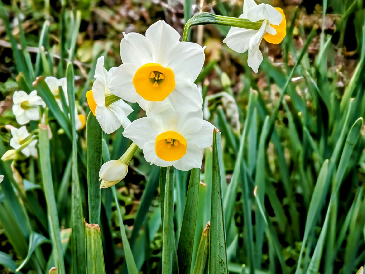 White daffodil flowers with yellow centers blooming from green stems