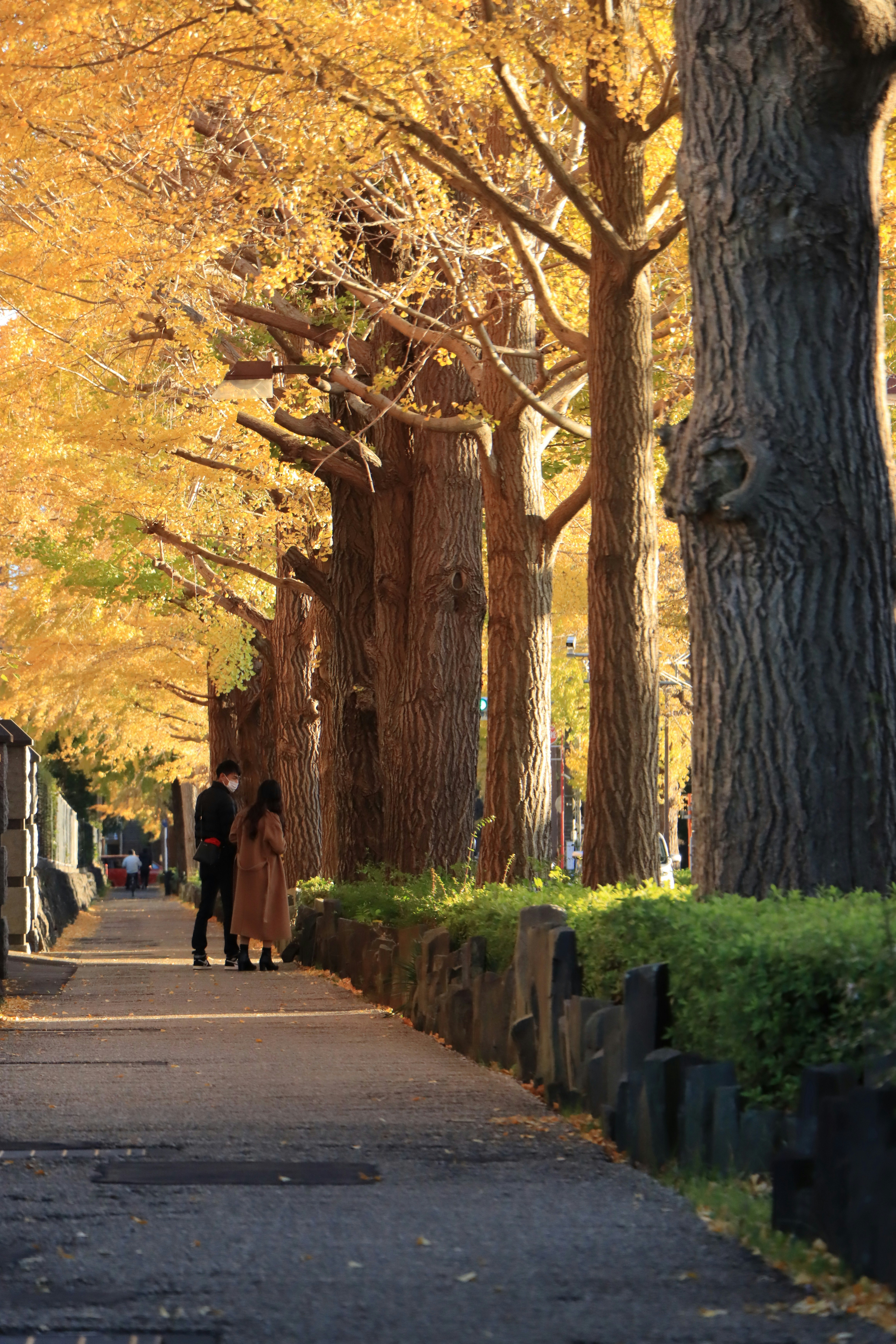 Allee mit Ginkgobäumen im Herbst und Steinbegrenzung