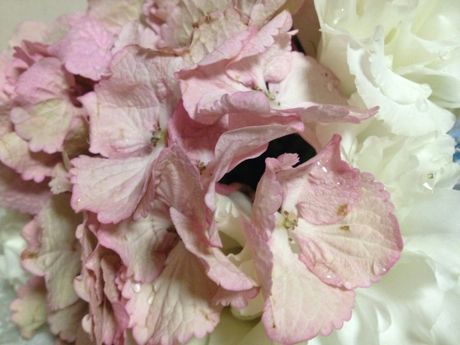 Nahaufnahme eines Straußes mit rosa Blütenblättern und weißen Blumen
