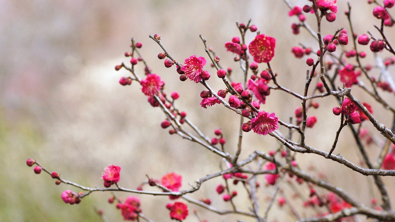 Gros plan d'une branche de prunier avec des fleurs rouges en fleurs