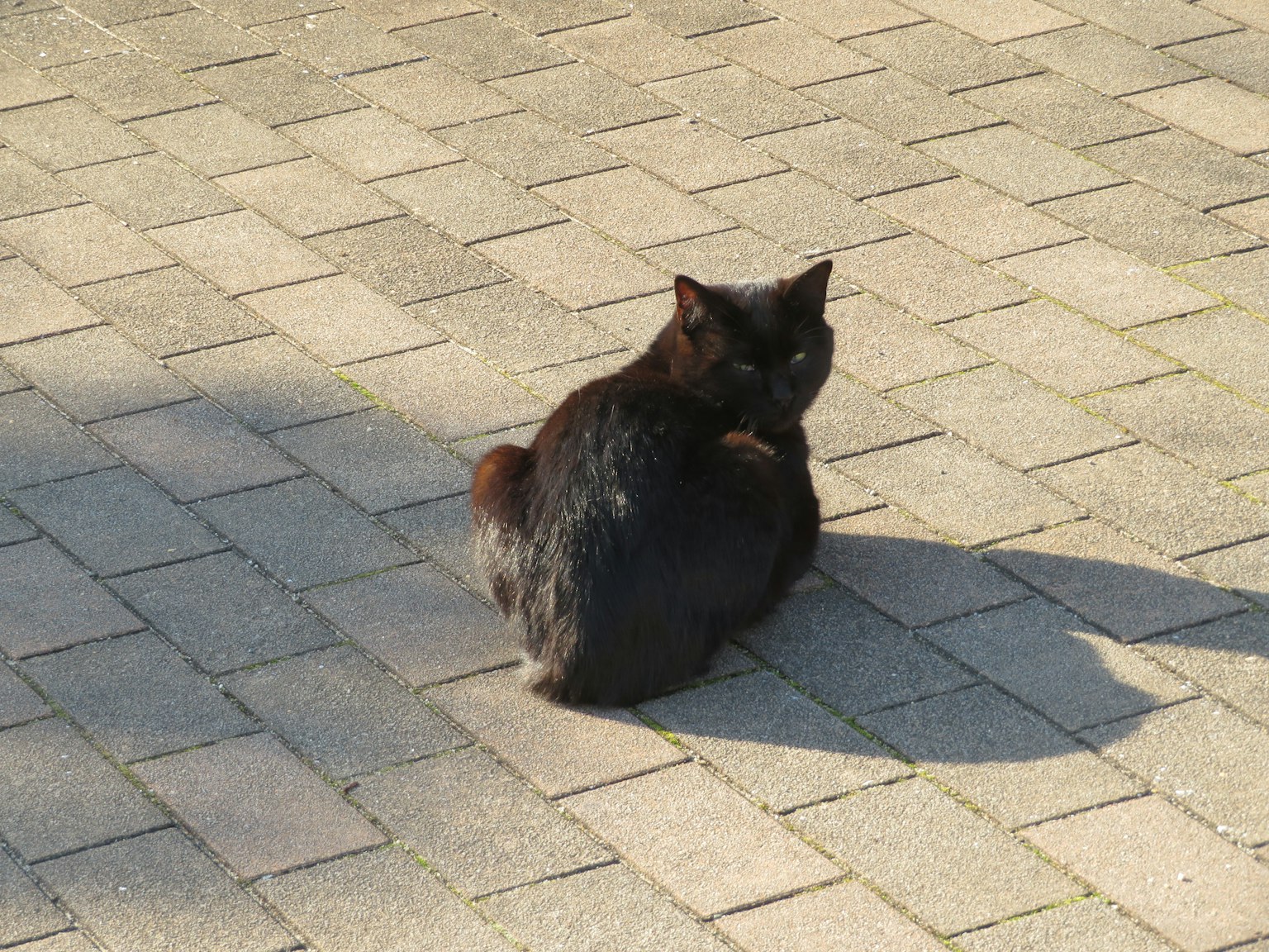 Seekor kucing hitam duduk di permukaan paving melihat ke belakang