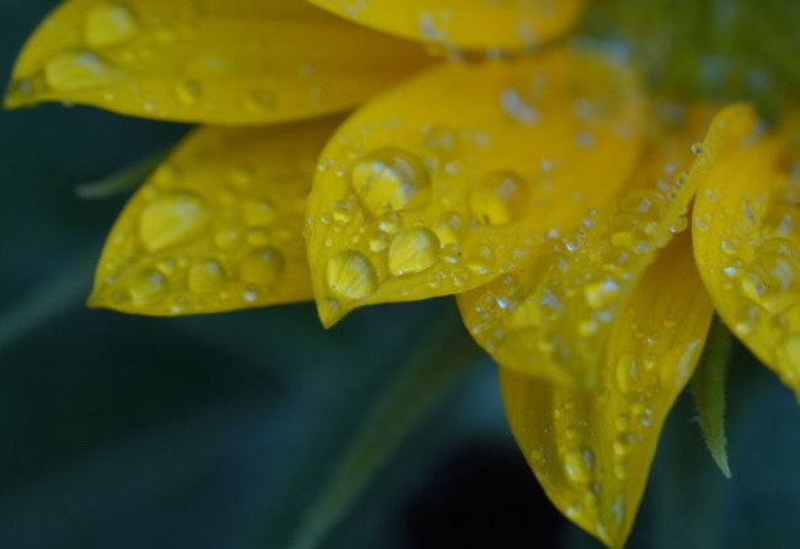 雨粒のついたミニヒマワリの花びら