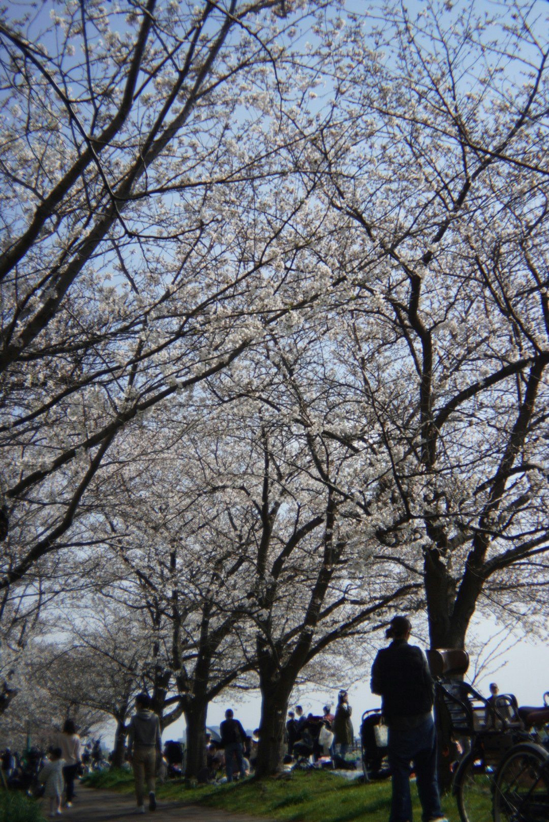 桜の並木と青空の下で人が行き交う公園の風景