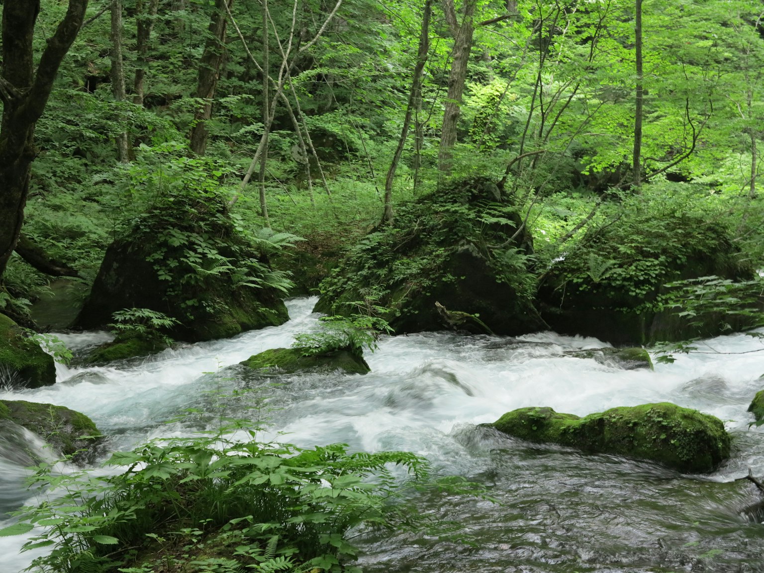 Image d'un ruisseau clair coulant à travers une forêt verdoyante avec des rochers couverts de mousse