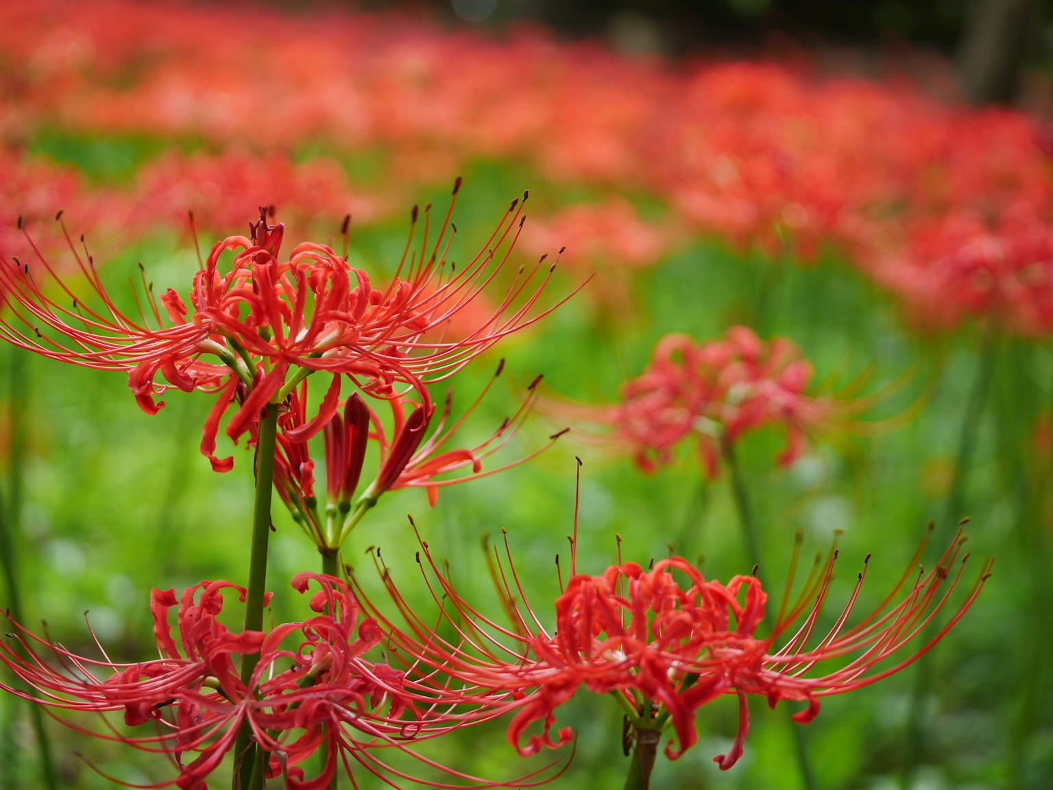 Campo de lirios araña rojos con fondo verde