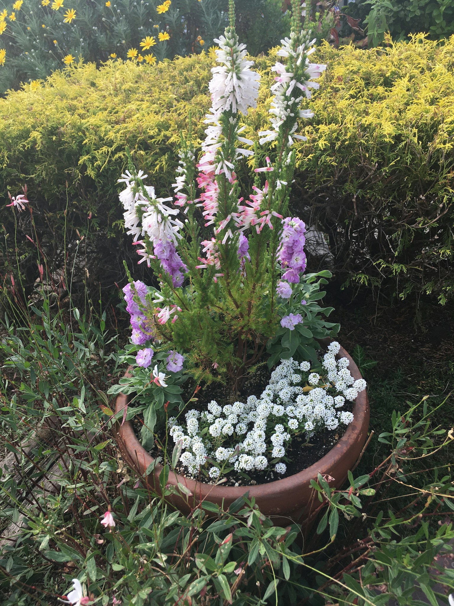 色彩缤纷的花卉盆栽