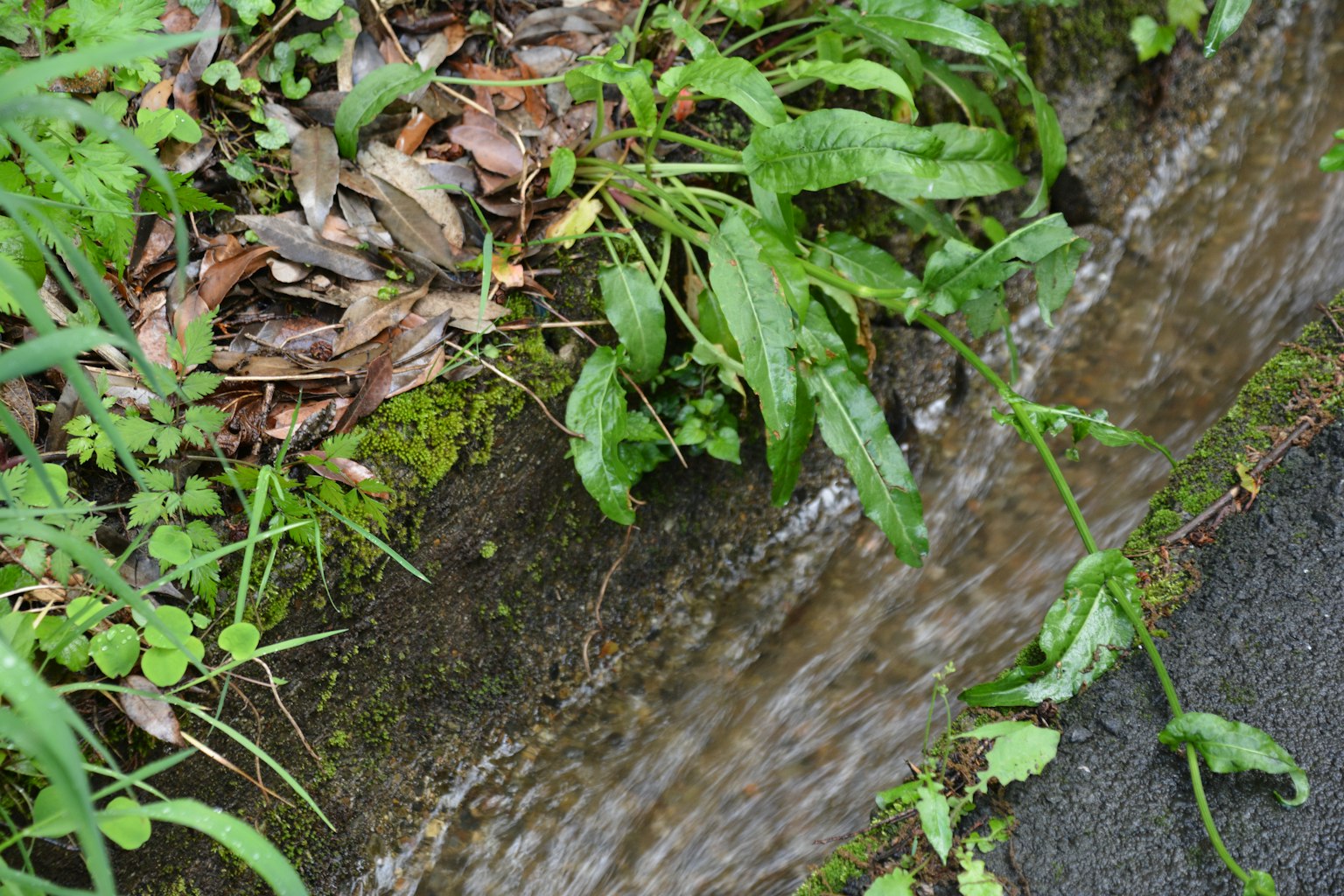 Close-up of lush green plants and damp wood