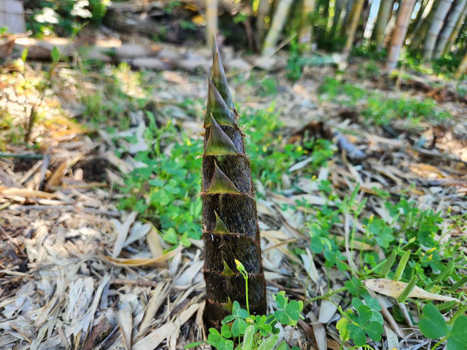 一根竹筍從地面冒出，周圍有綠色植物
