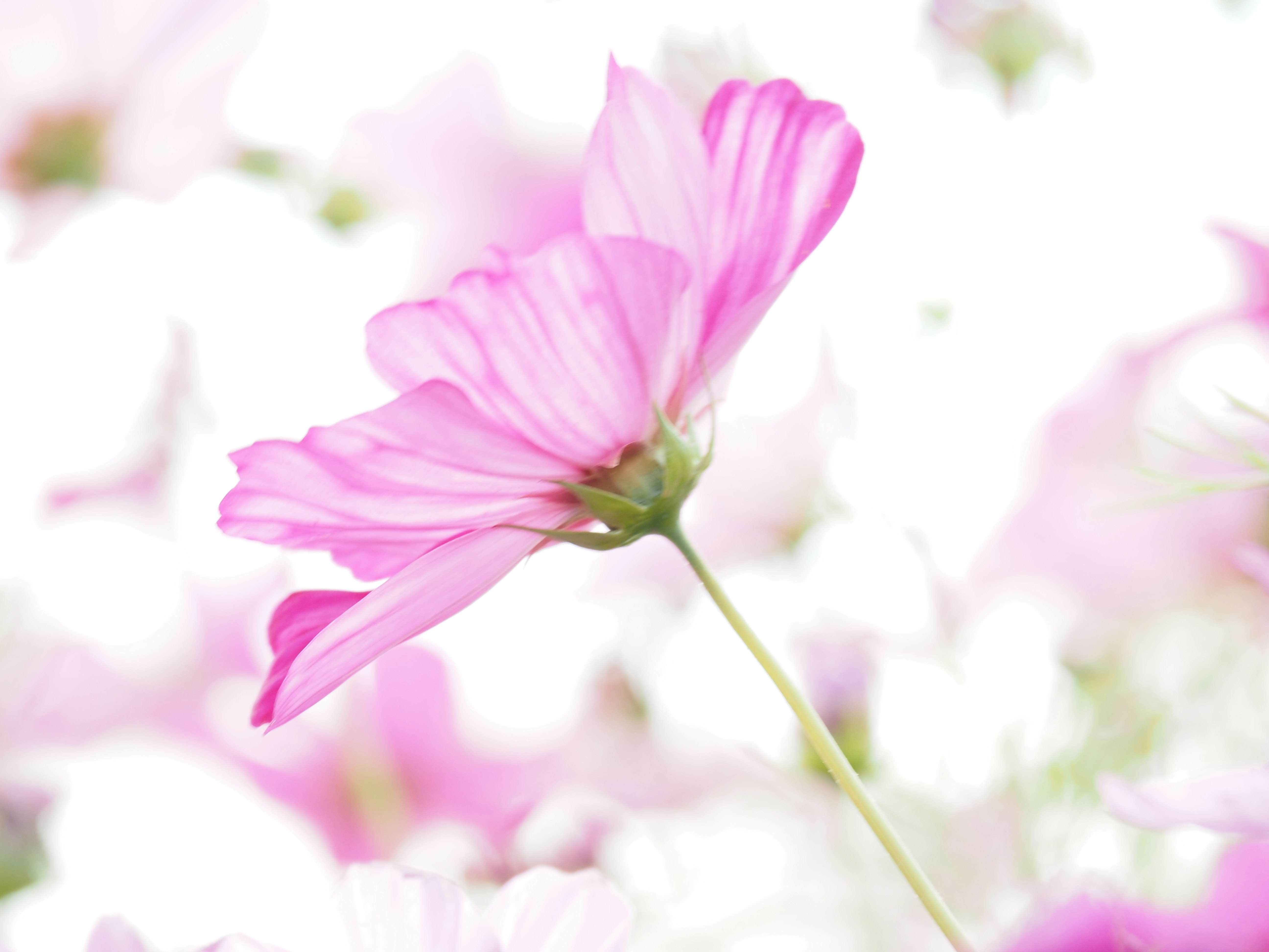 Rosa Kosmee-Blüte mit weichem Bokeh-Hintergrund