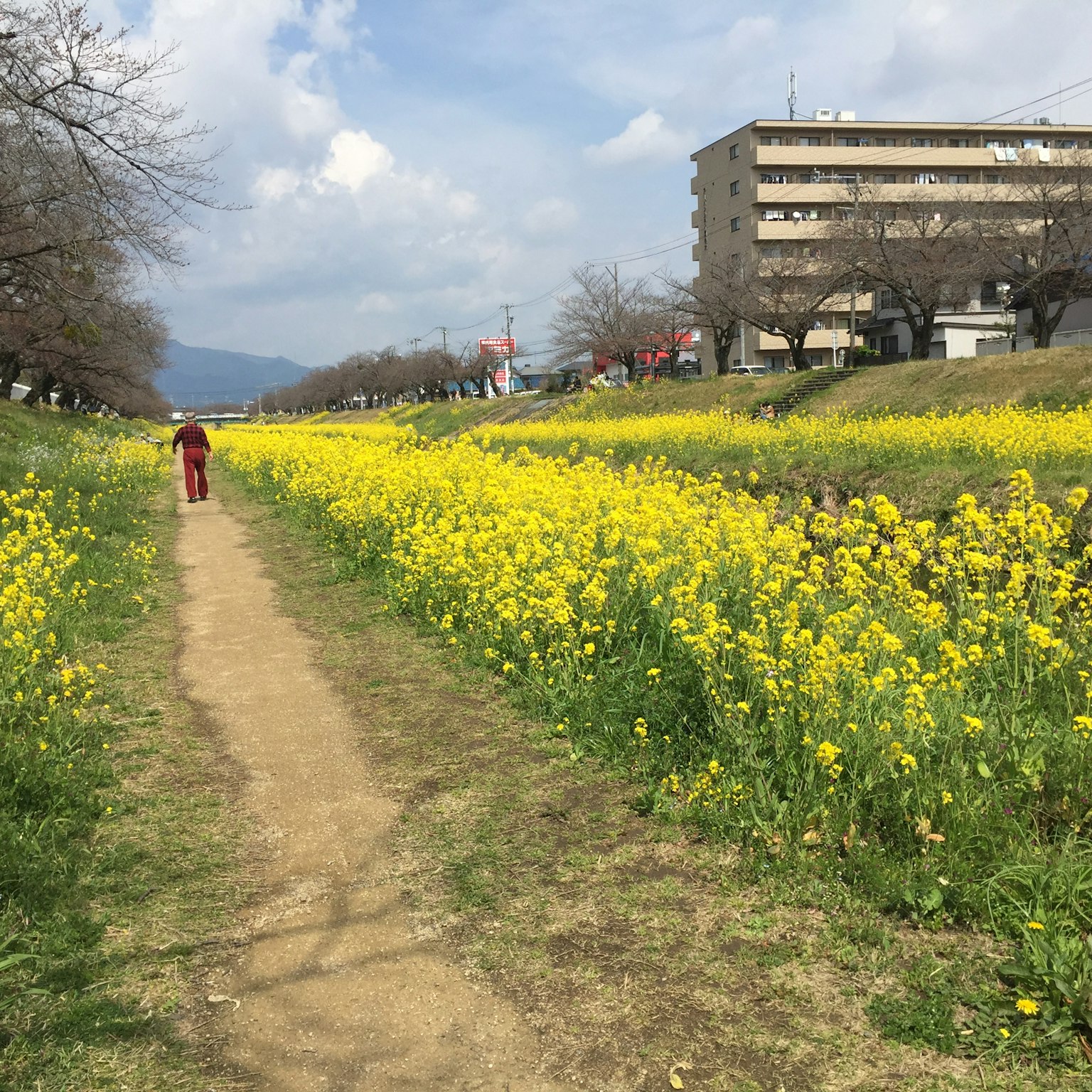 Una persona caminando por un sendero rodeado de flores de colza amarillas en flor