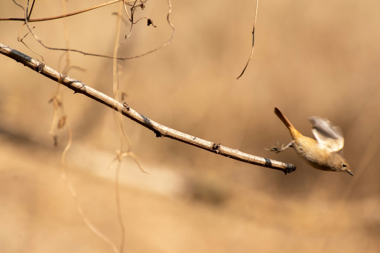 A small bird taking off from a branch with a soft brown background