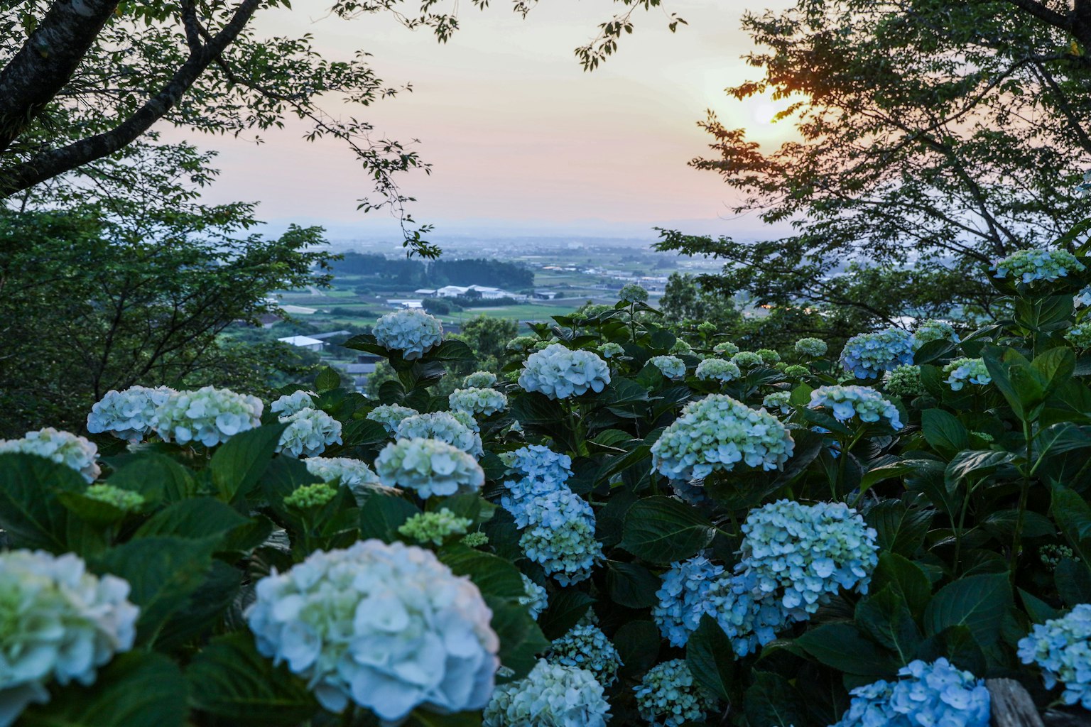 Bunga hydrangea biru dalam pemandangan indah dengan matahari terbenam