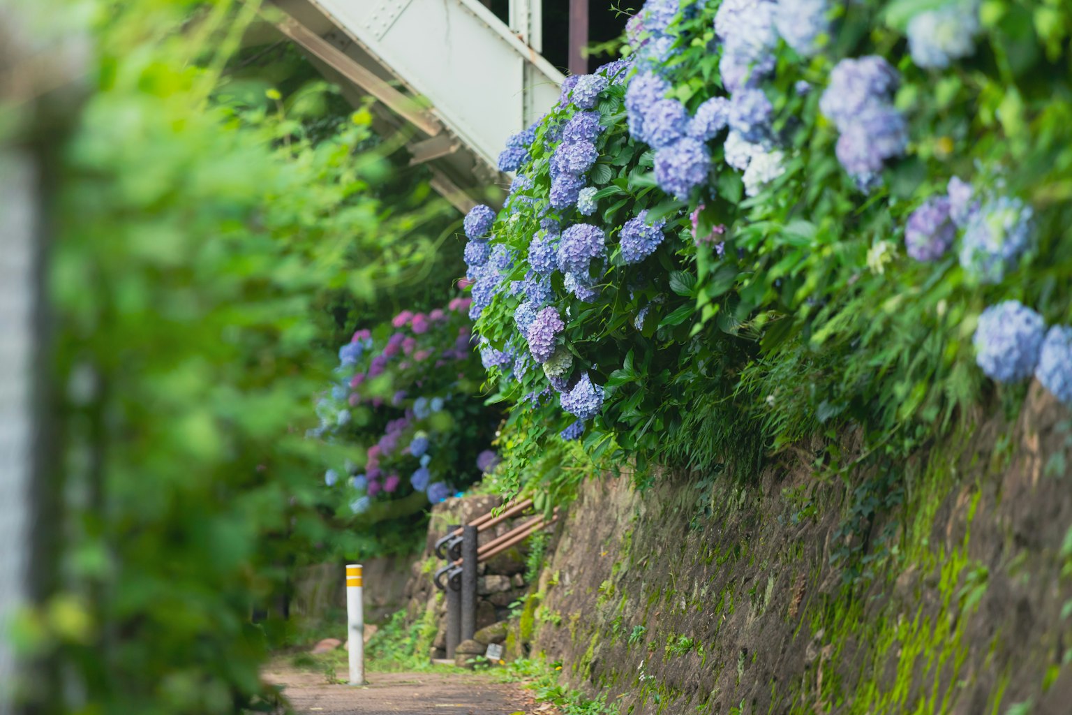เส้นทางสวยงามที่มีดอกไฮเดรนเยียสีน้ำเงิน
