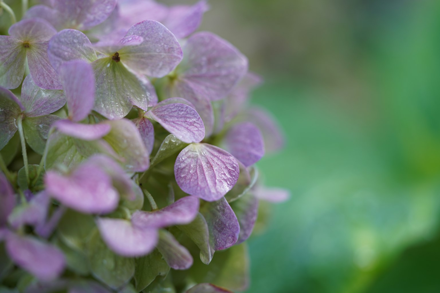Foto ravvicinata di fiori di ortensia viola