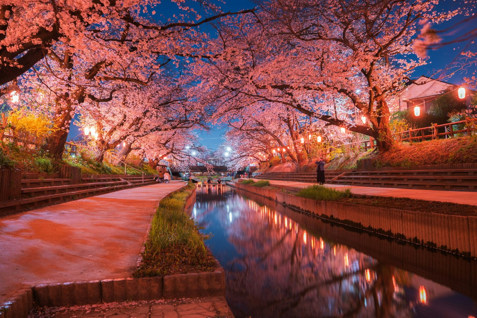 Vista escénica de cerezos a lo largo de un canal tranquilo por la noche