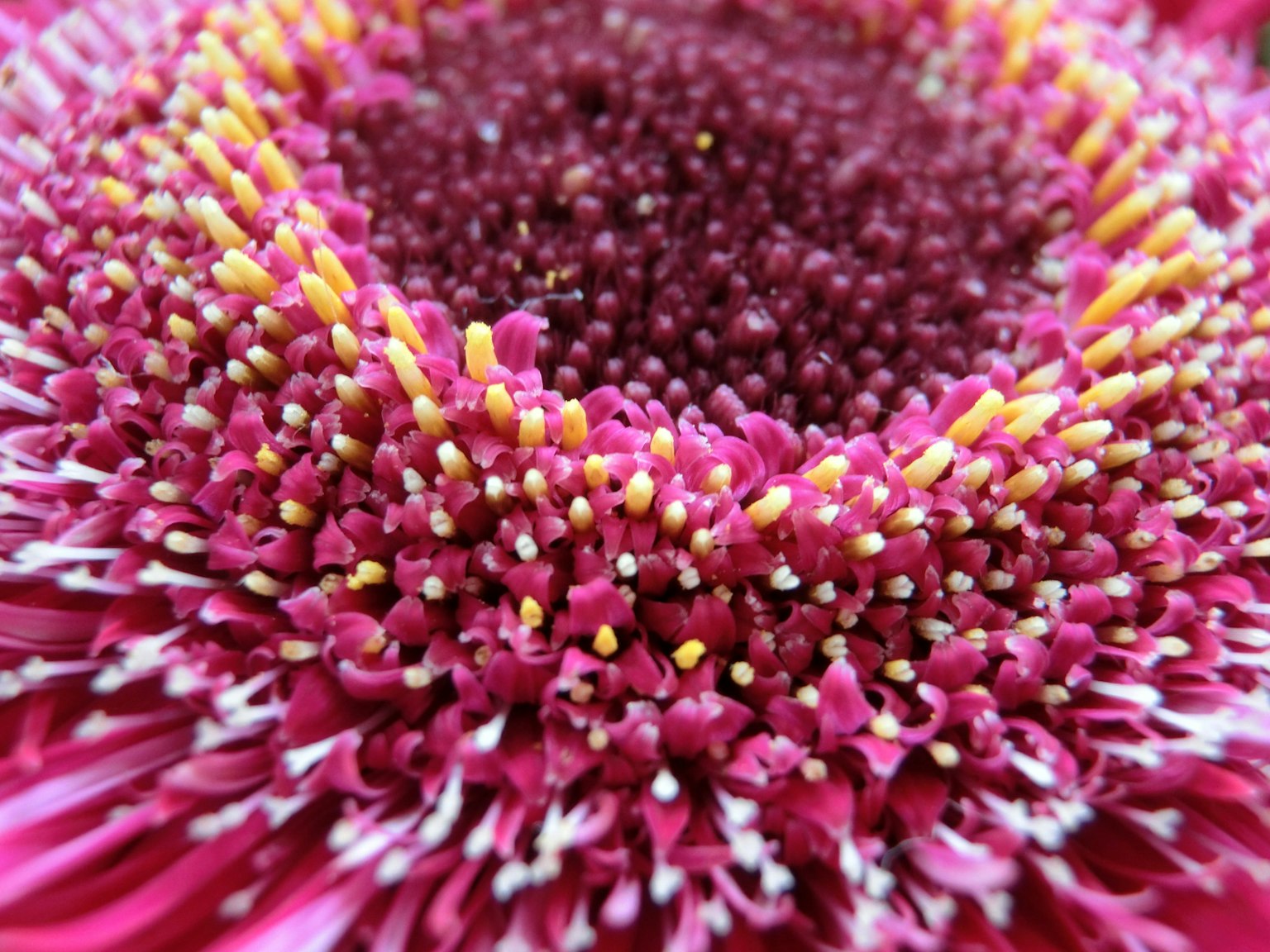 Kedekatan bunga pink cerah dengan detail yang rumit