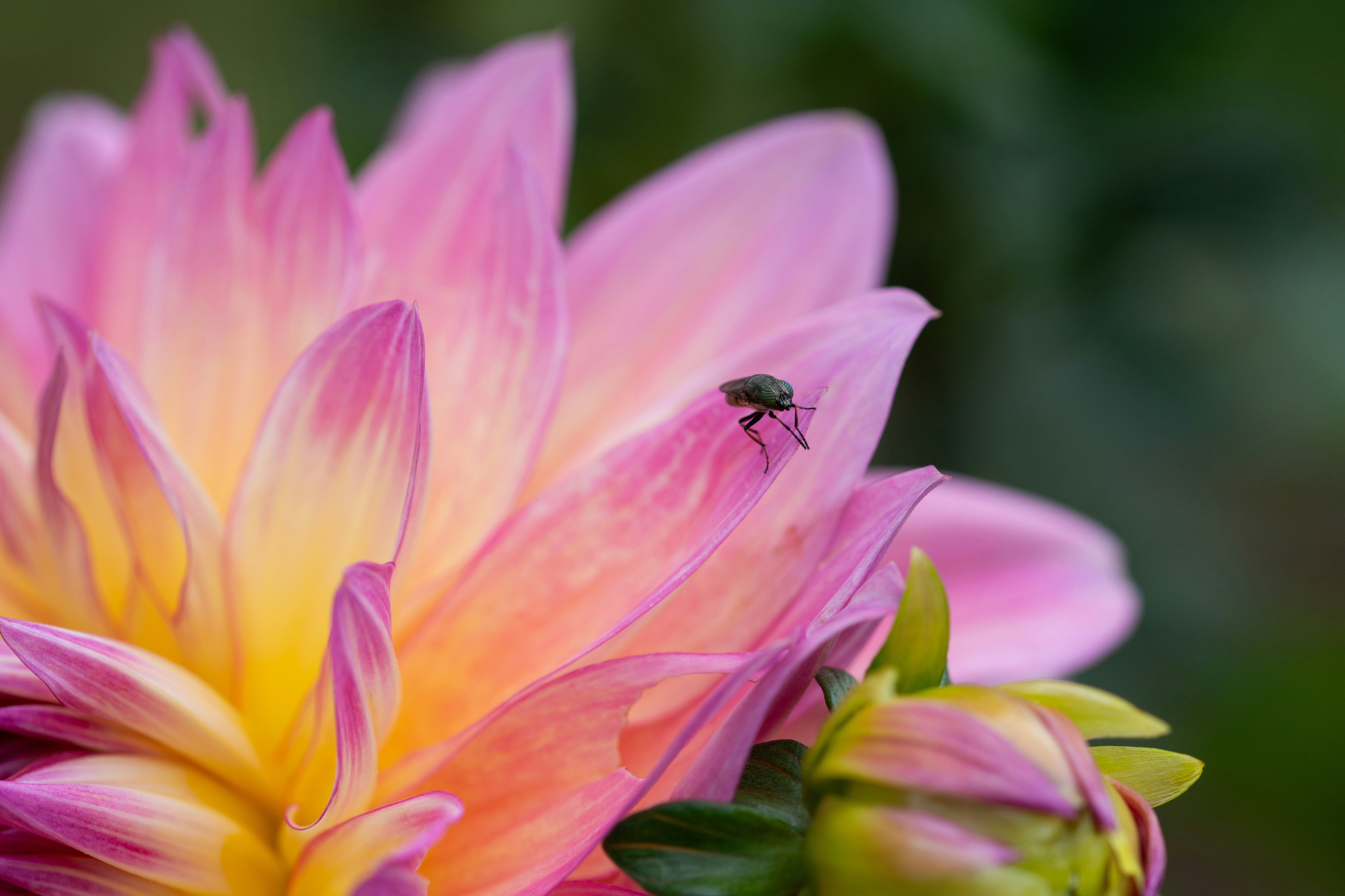 small insect perched on pink flowers