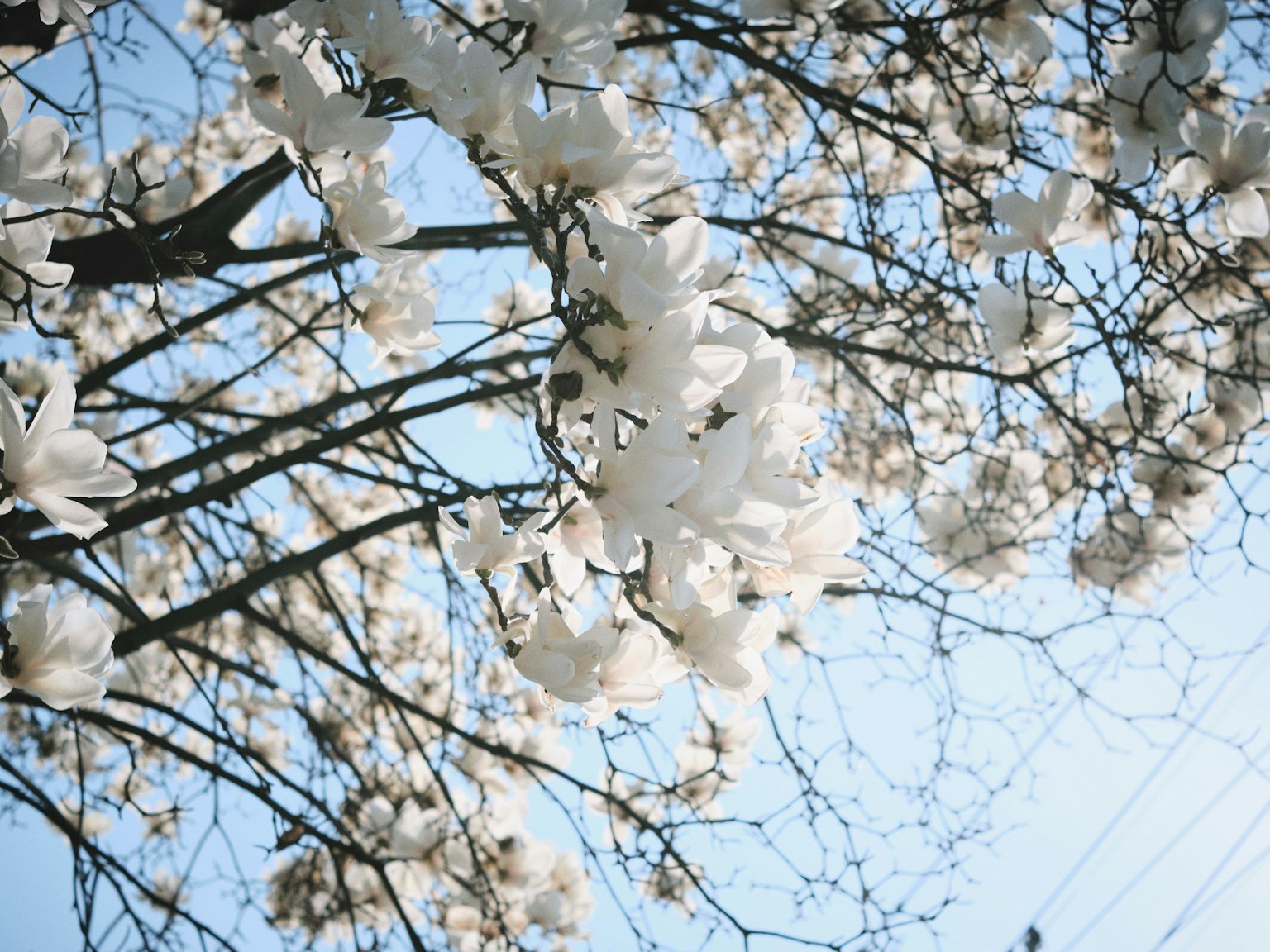 Rami di un albero adornati da fiori bianchi contro un cielo blu