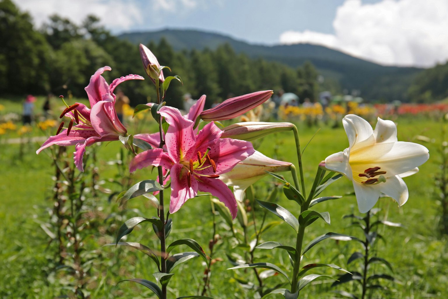 Lebendige Lilien in Pink und Weiß blühen auf einem Feld