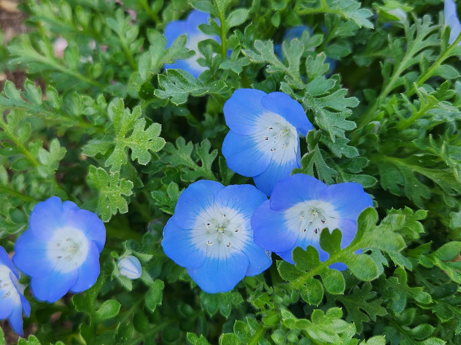 Gros plan de feuillage vert avec des fleurs bleues