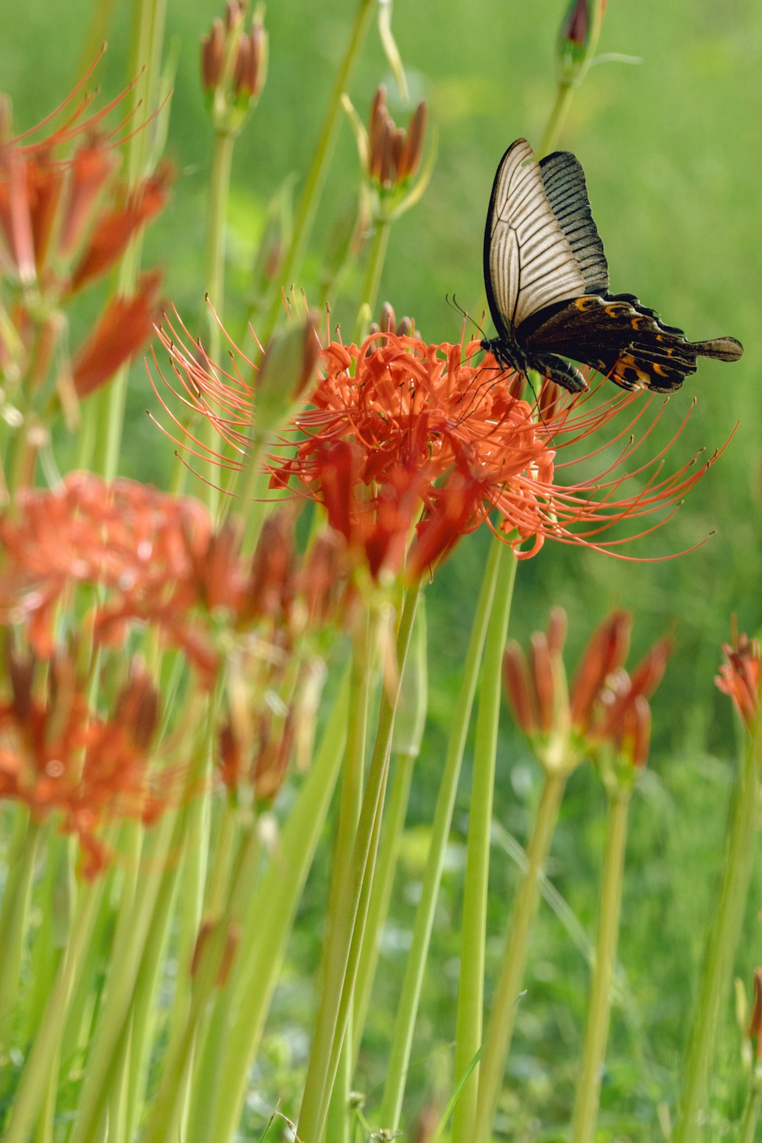 Una mariposa negra flotando sobre vibrantes lirios araña rojos