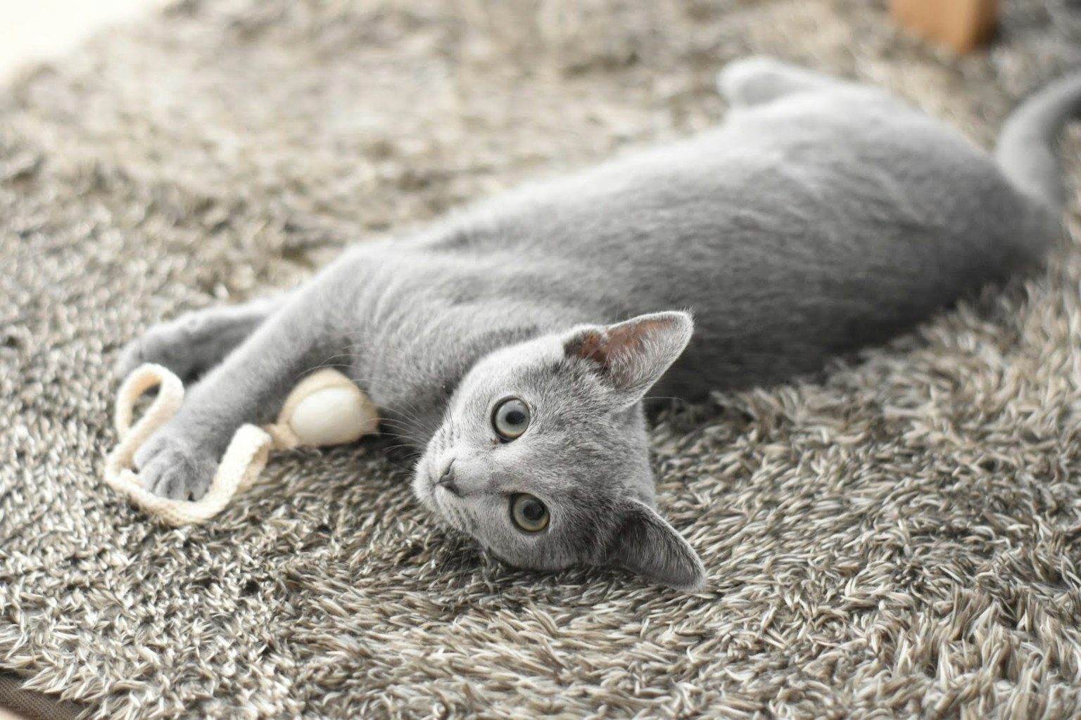 Gatito gris jugando con un juguete sobre una alfombra suave